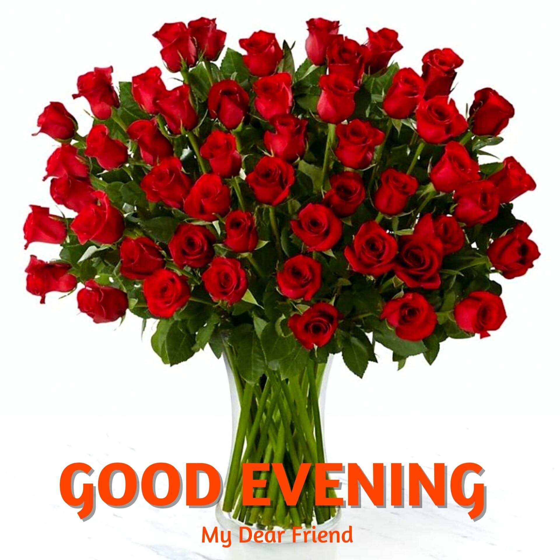 Good Evening Rose pics Download for Whatsapp