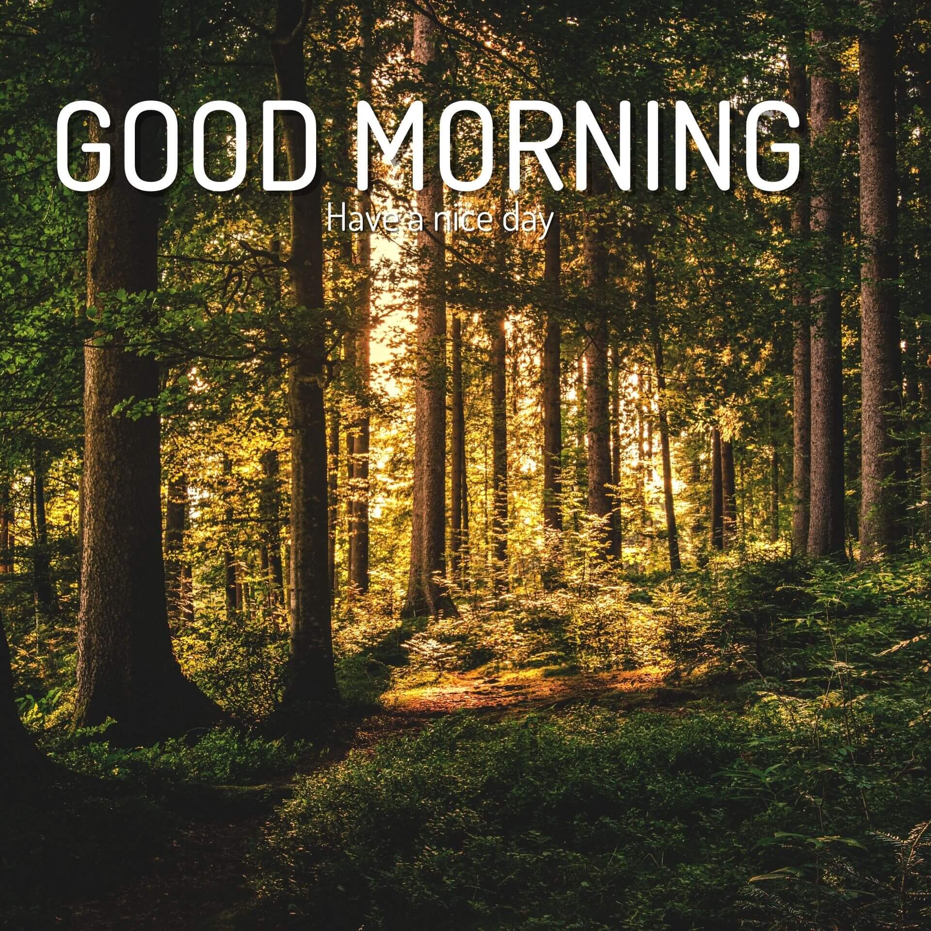 Good Morning Images HD 1080p Download 2023 Free