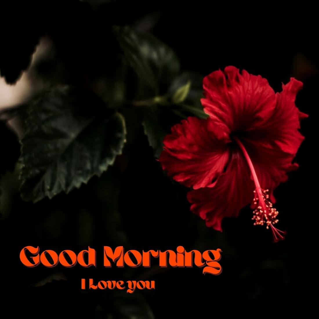 Good Morning I Love You Wallpaper With Re d Flower