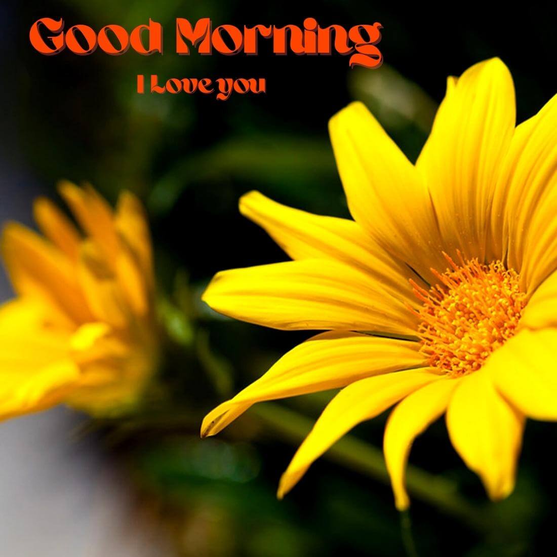 Good Morning I Love You Wallpaper With Yellow Flower