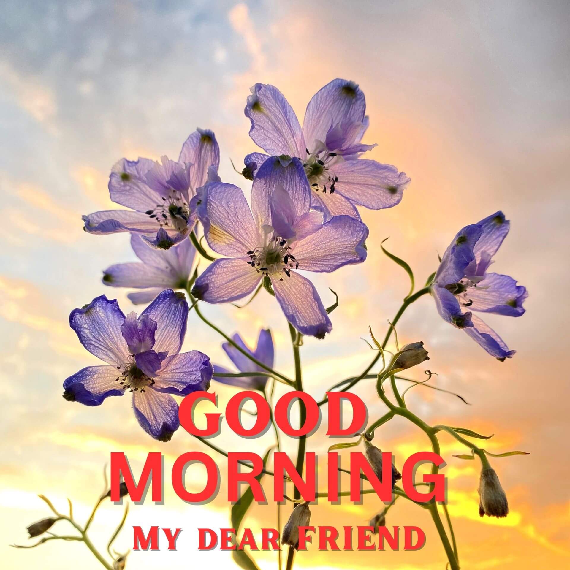 Good Morning Sweet Heart photo Download