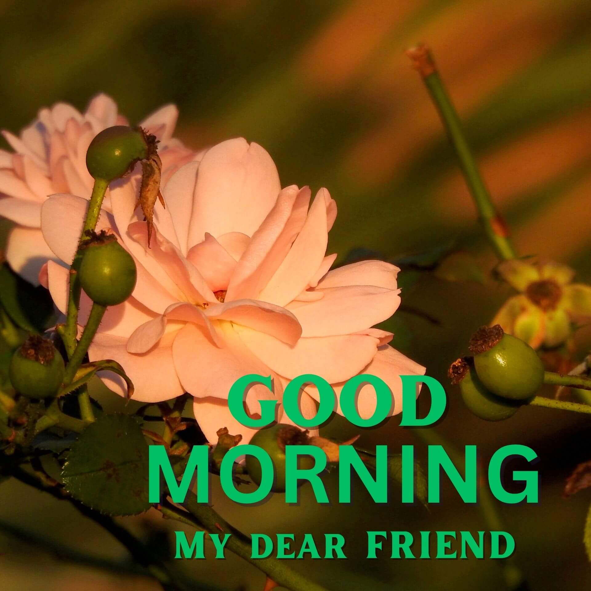 Good Morning Wallpaper Pics pictures Download
