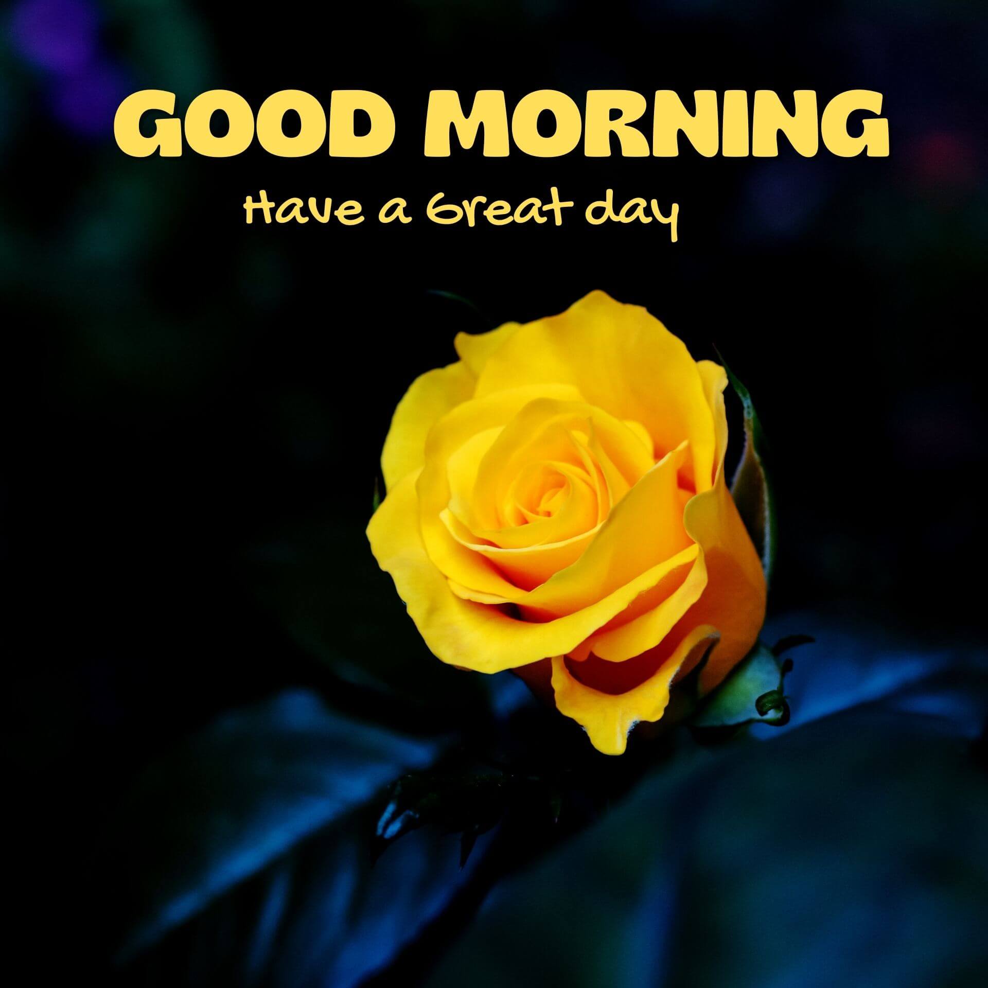 Good morning have a nice day Photo HD Download 3
