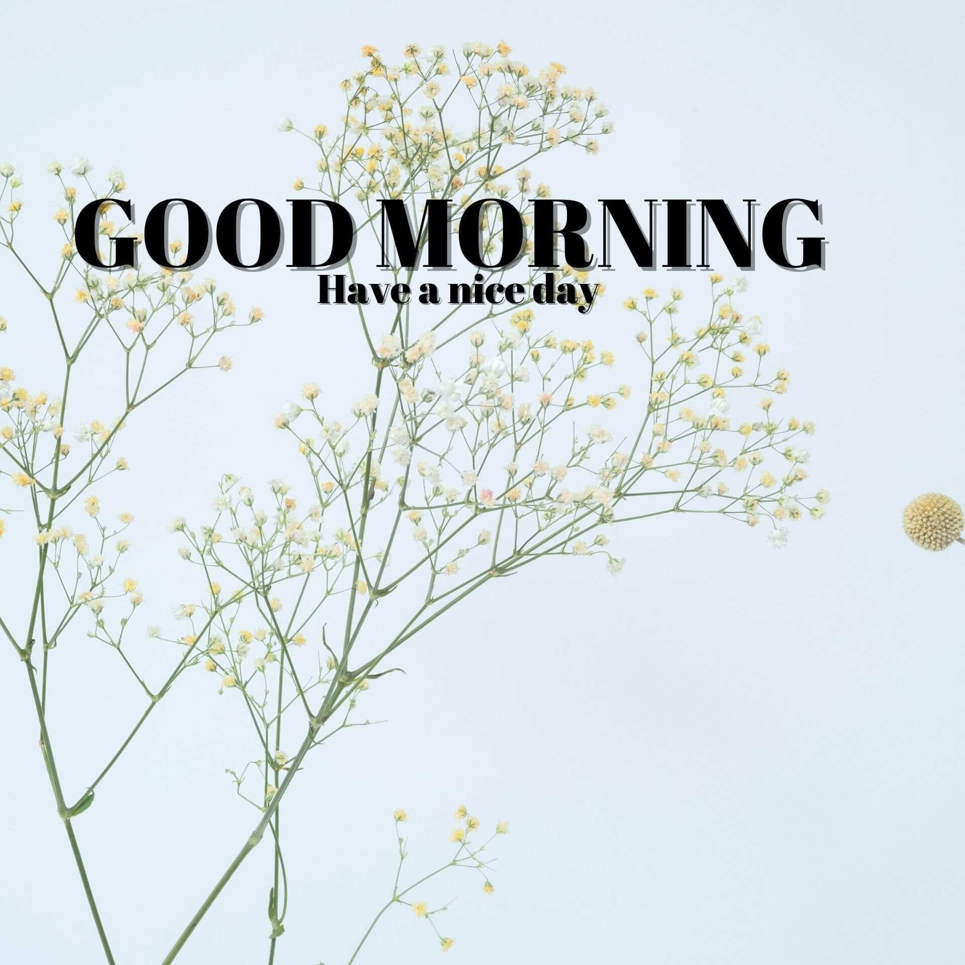Good morning have a nice day Wallpaper 2023 Download