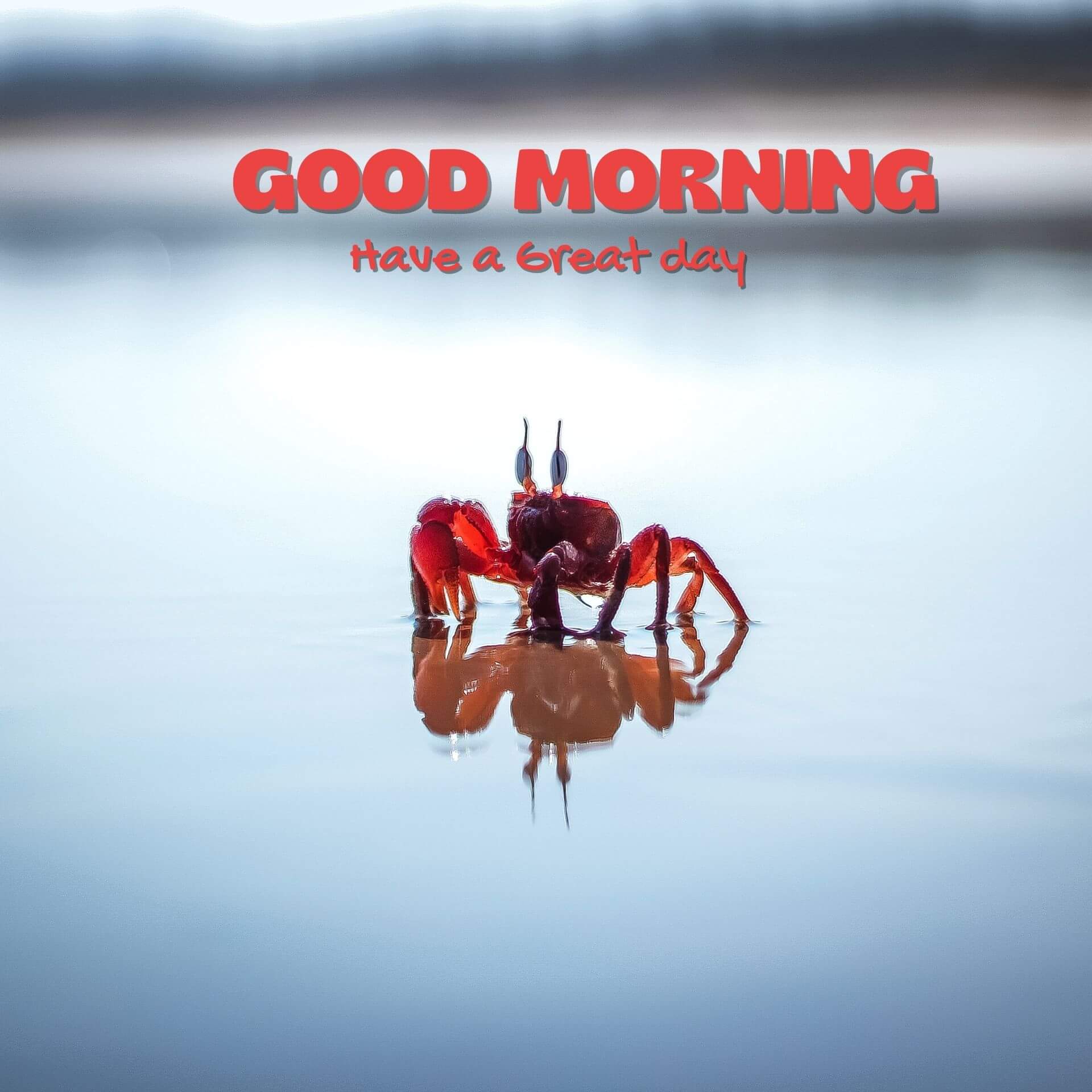 Good morning have a nice day Wallpaper Free Download 2023 3