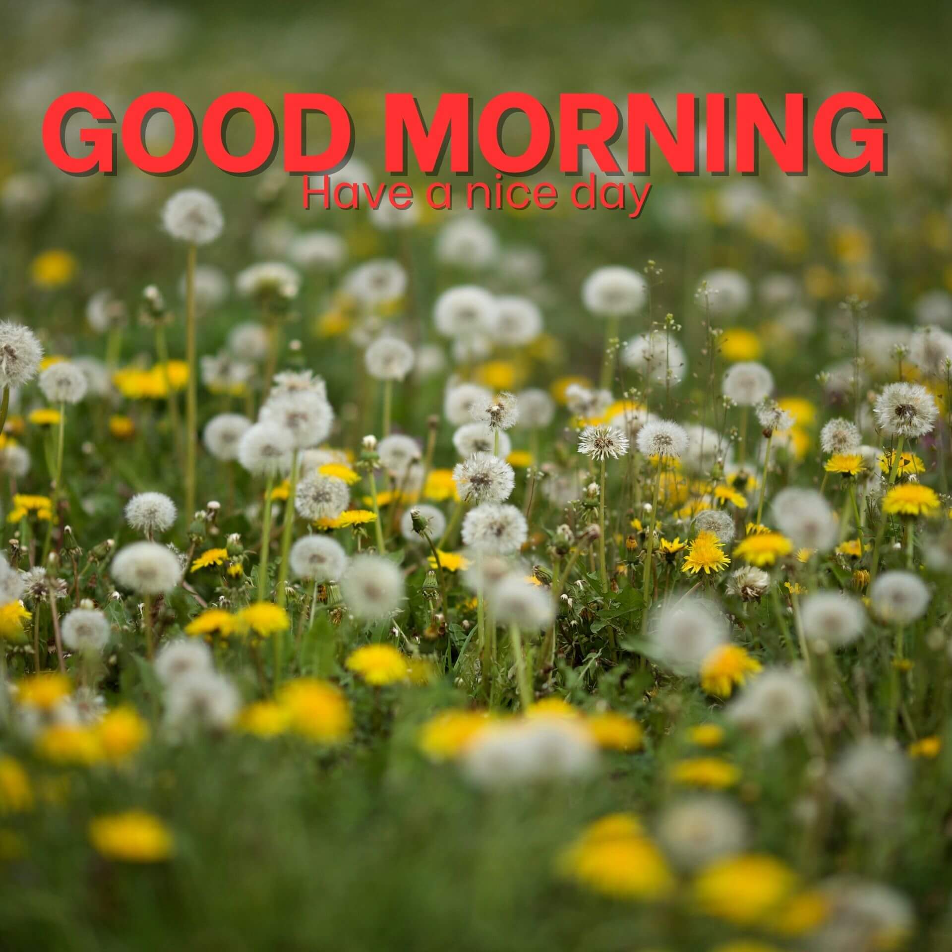Good morning have a nice day Wallpaper Free Download