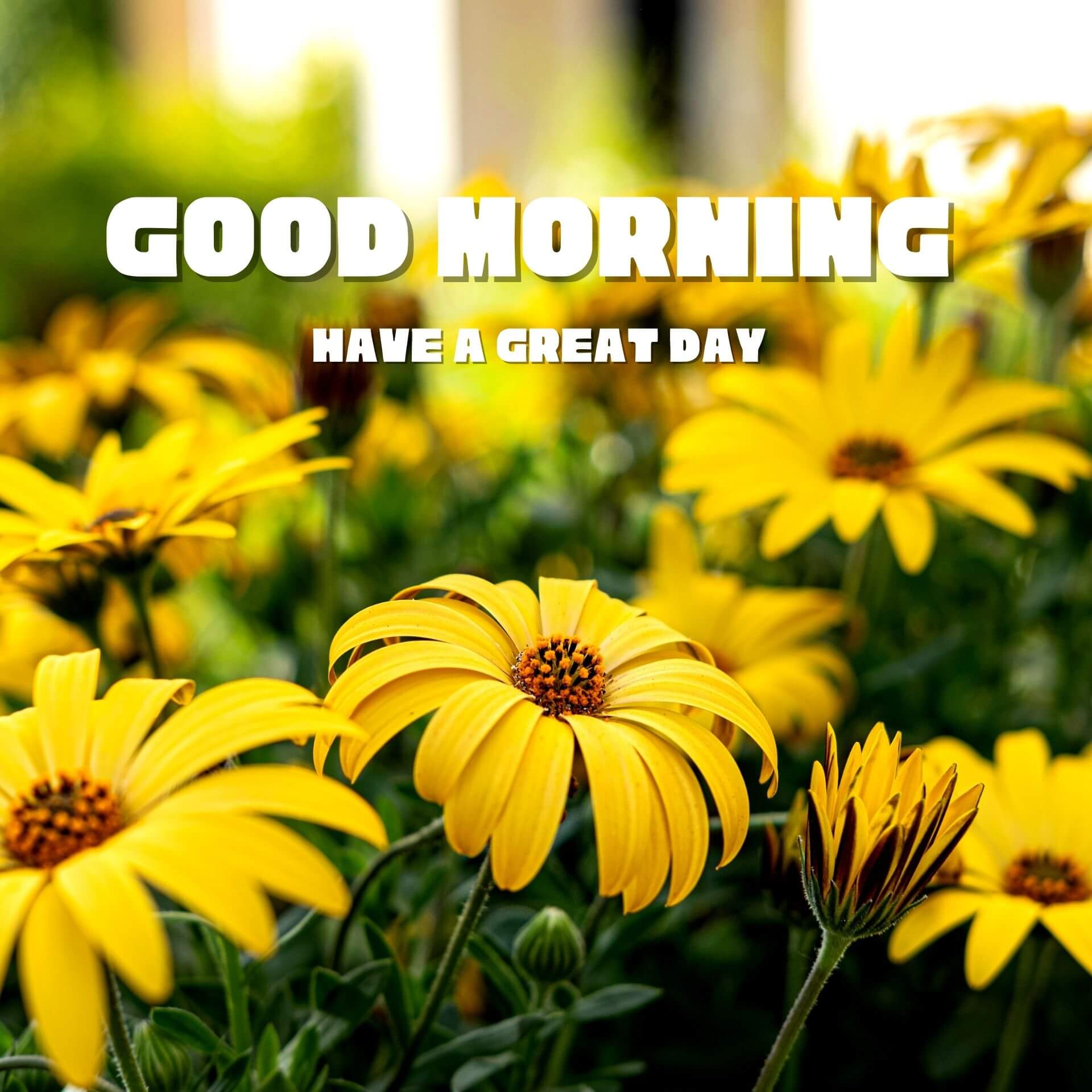 Good morning have a nice day Wallpaper HD Download