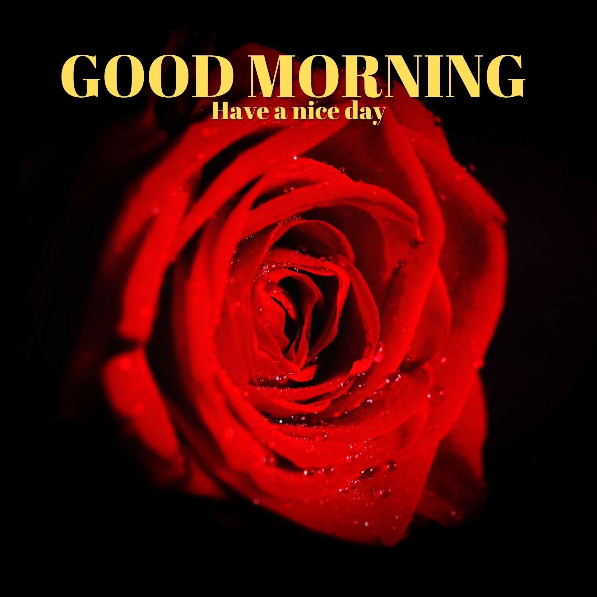 Good morning have a nice day Wallpaper Images With Red Rose