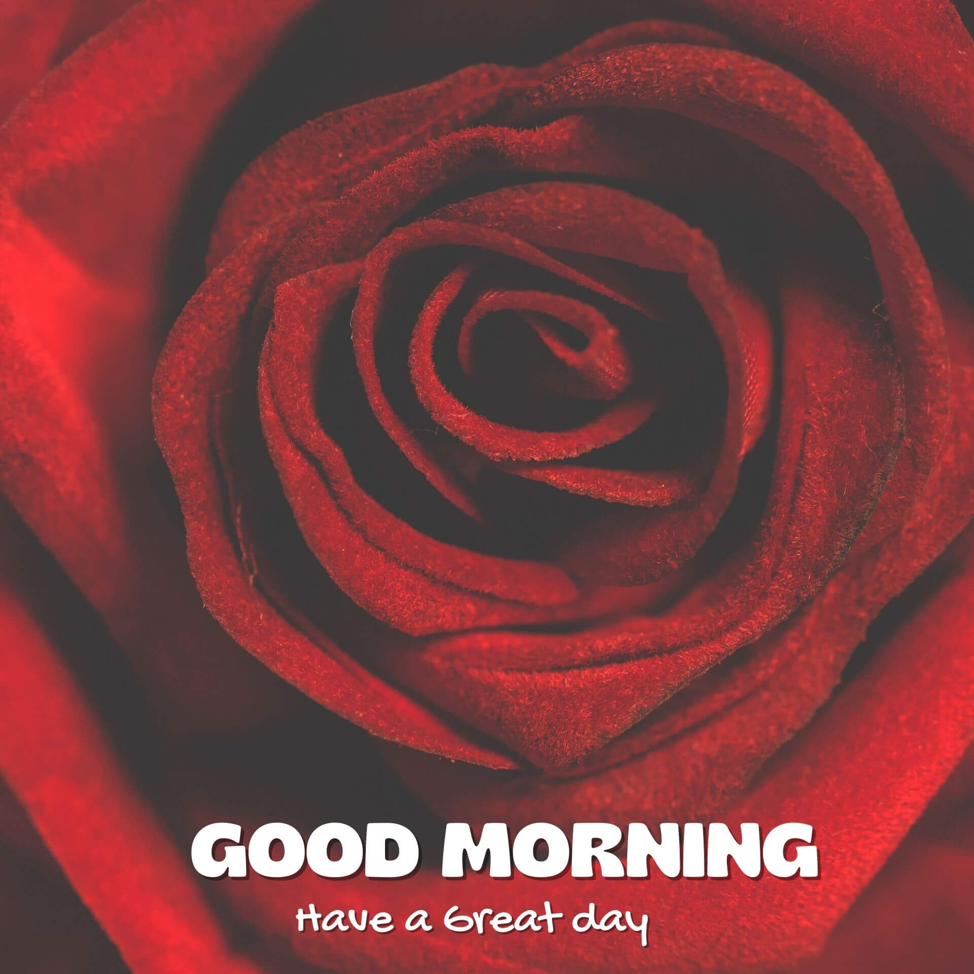 Good morning have a nice day Wallpaper Pics With Rose