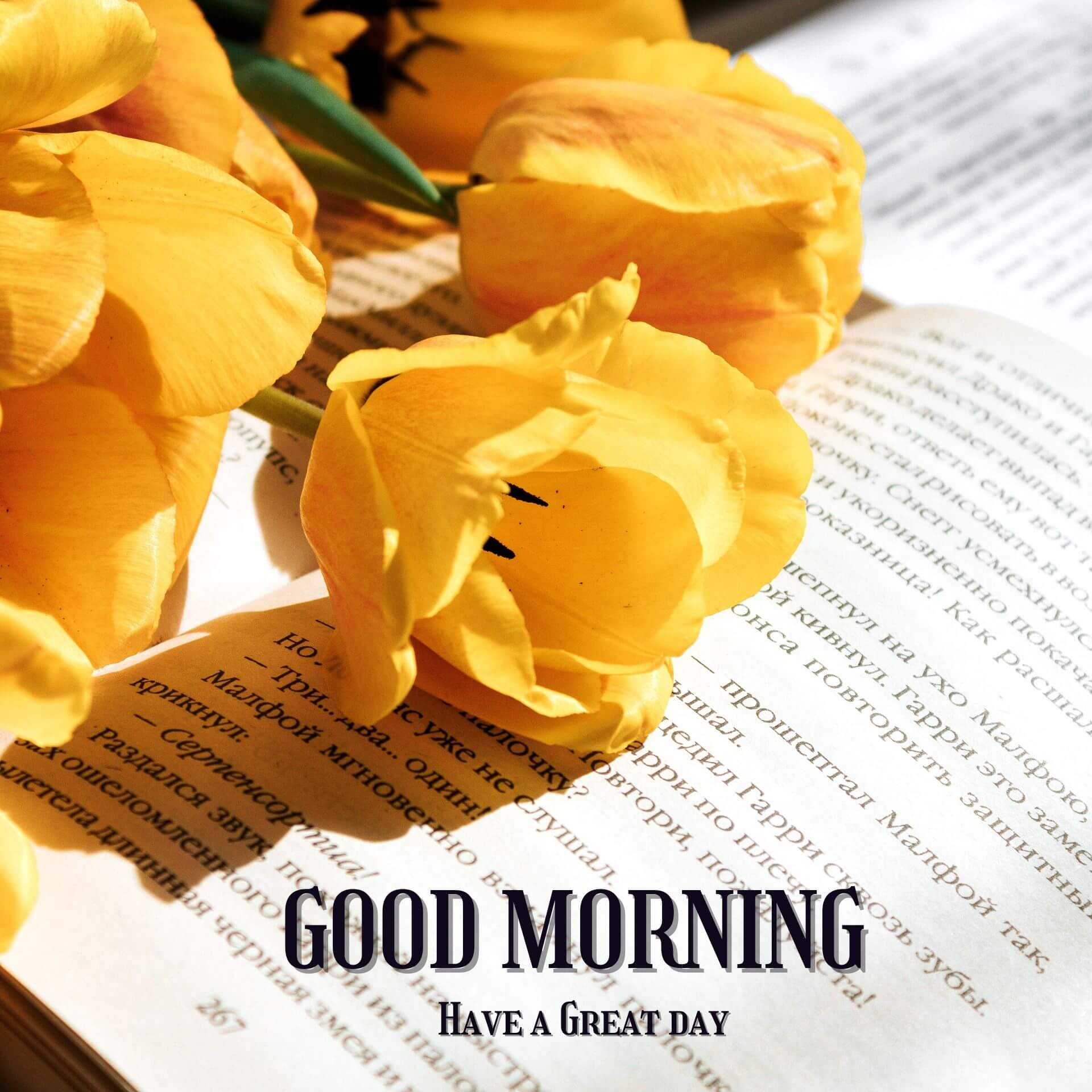 Good morning have a nice day Wallpaper With Yellow Flower