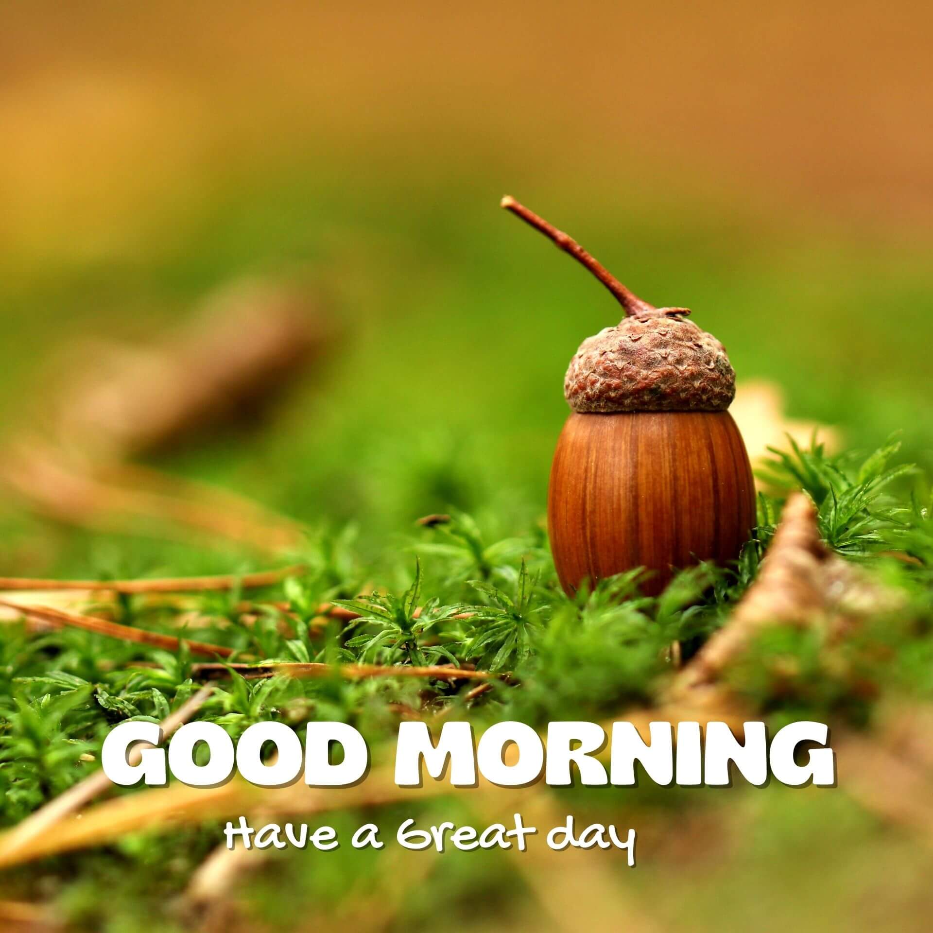 Good morning have a nice day Wallpaper for Facebook