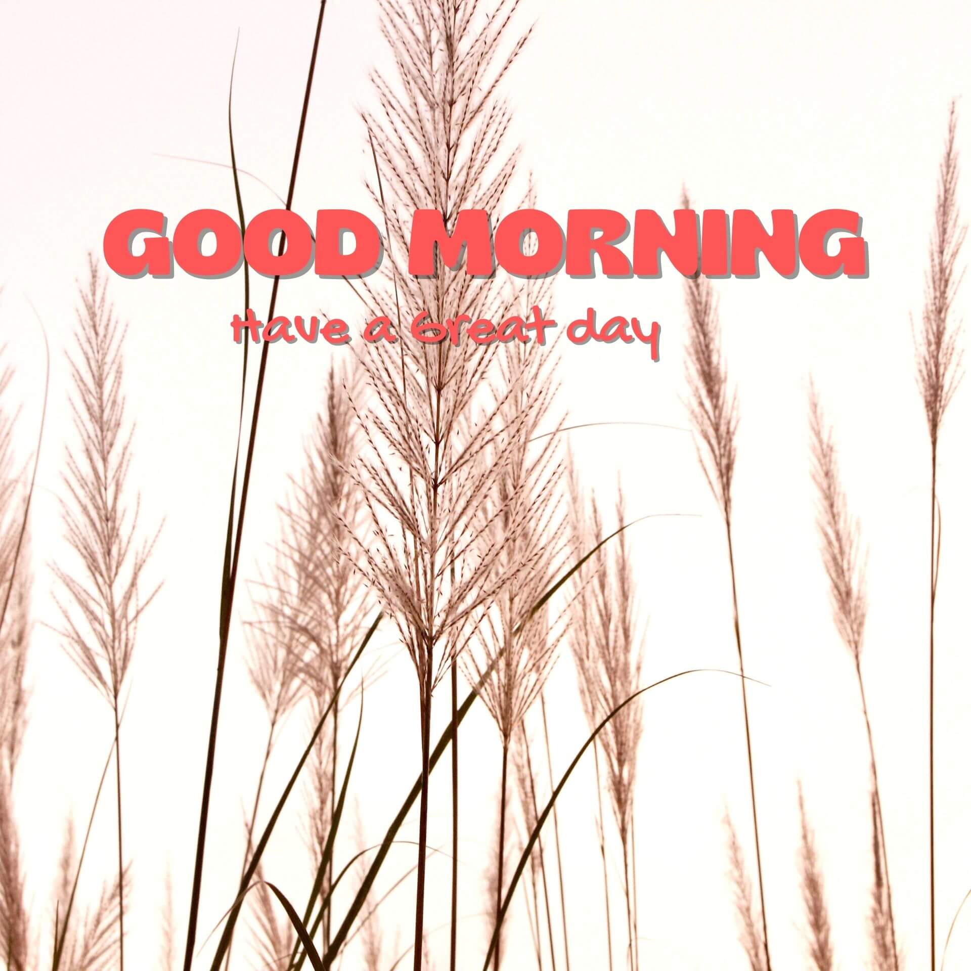 Good morning have a nice day Wallpaper pics Download 2023 2