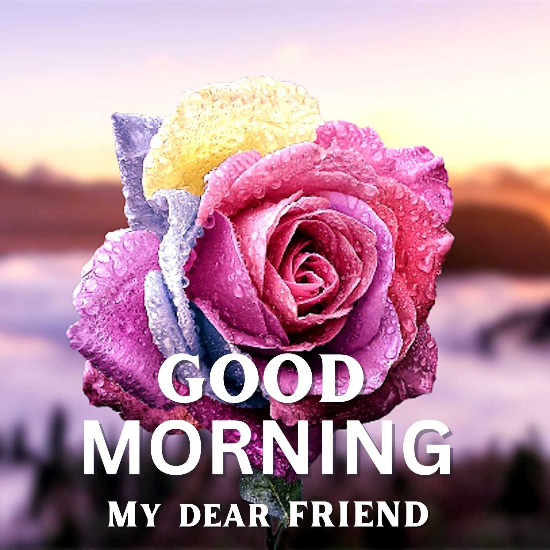 Latest Good Morning Wallpaper photo With Red Rose 1