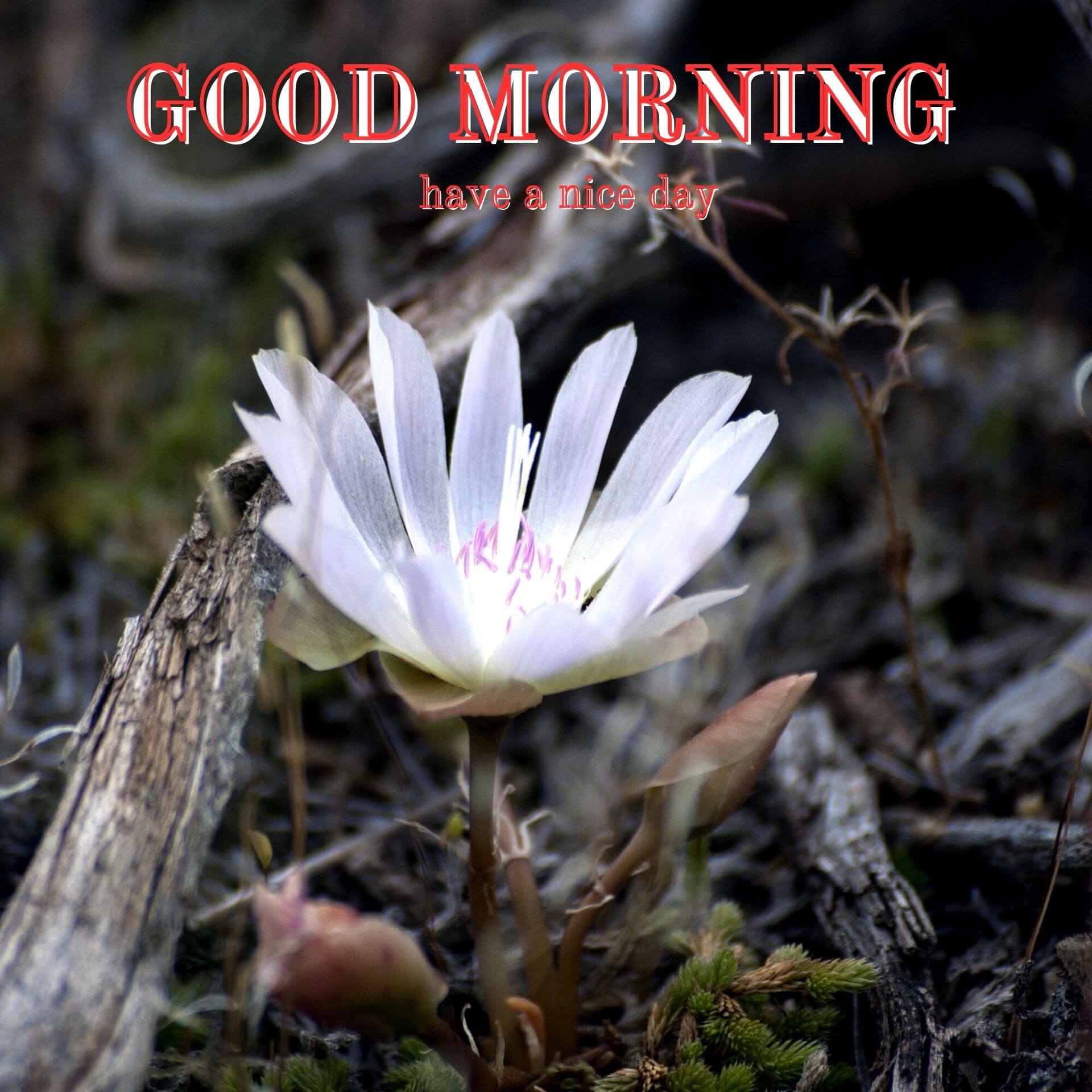 Nature Good Morning Pics Download 4