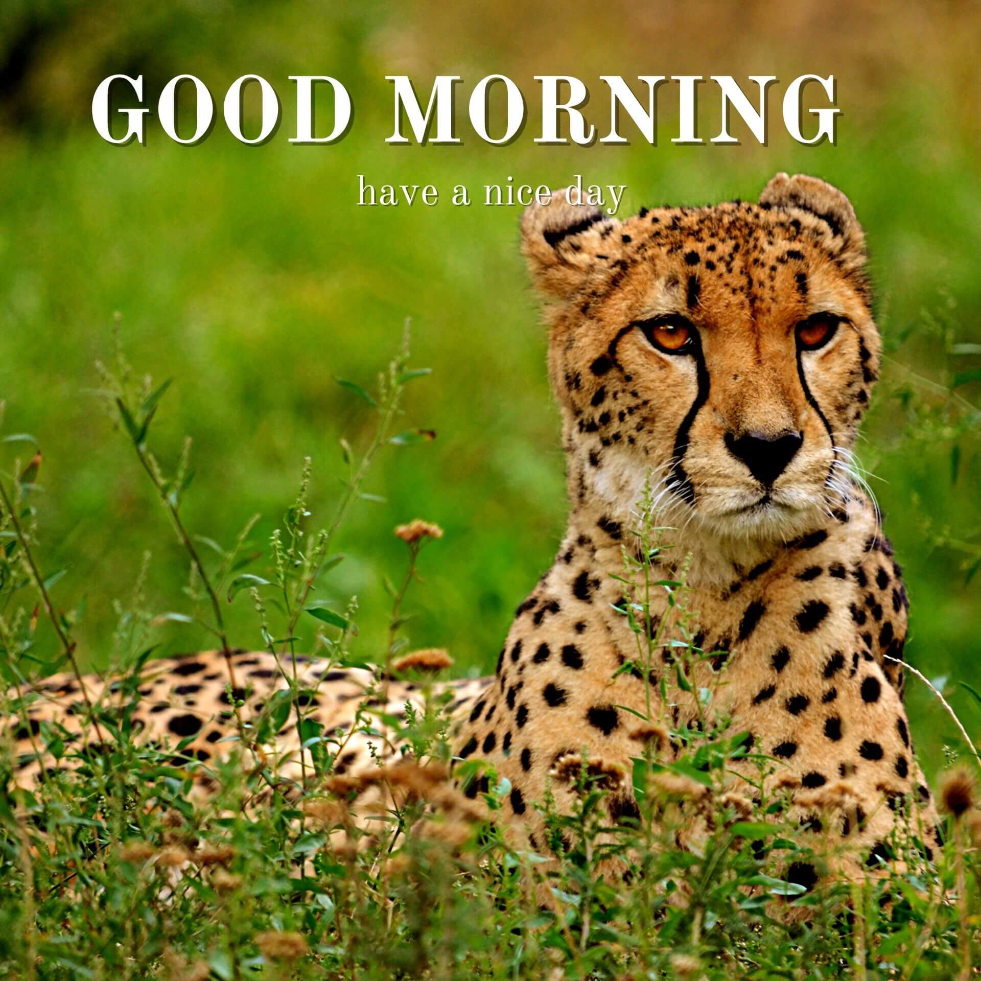 Nature Good Morning Pics Download for Facebook