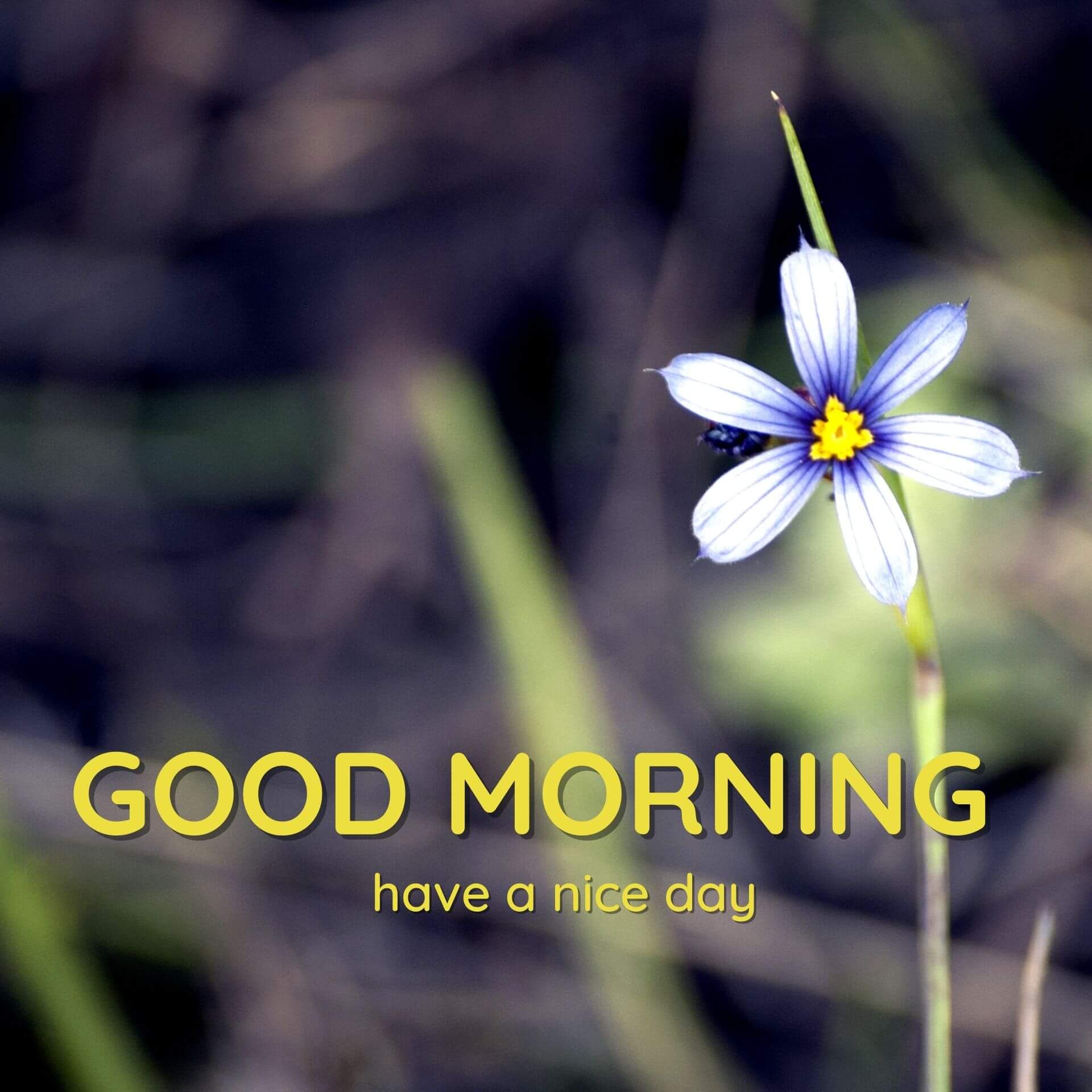 Nature Good Morning Pics Photo Download