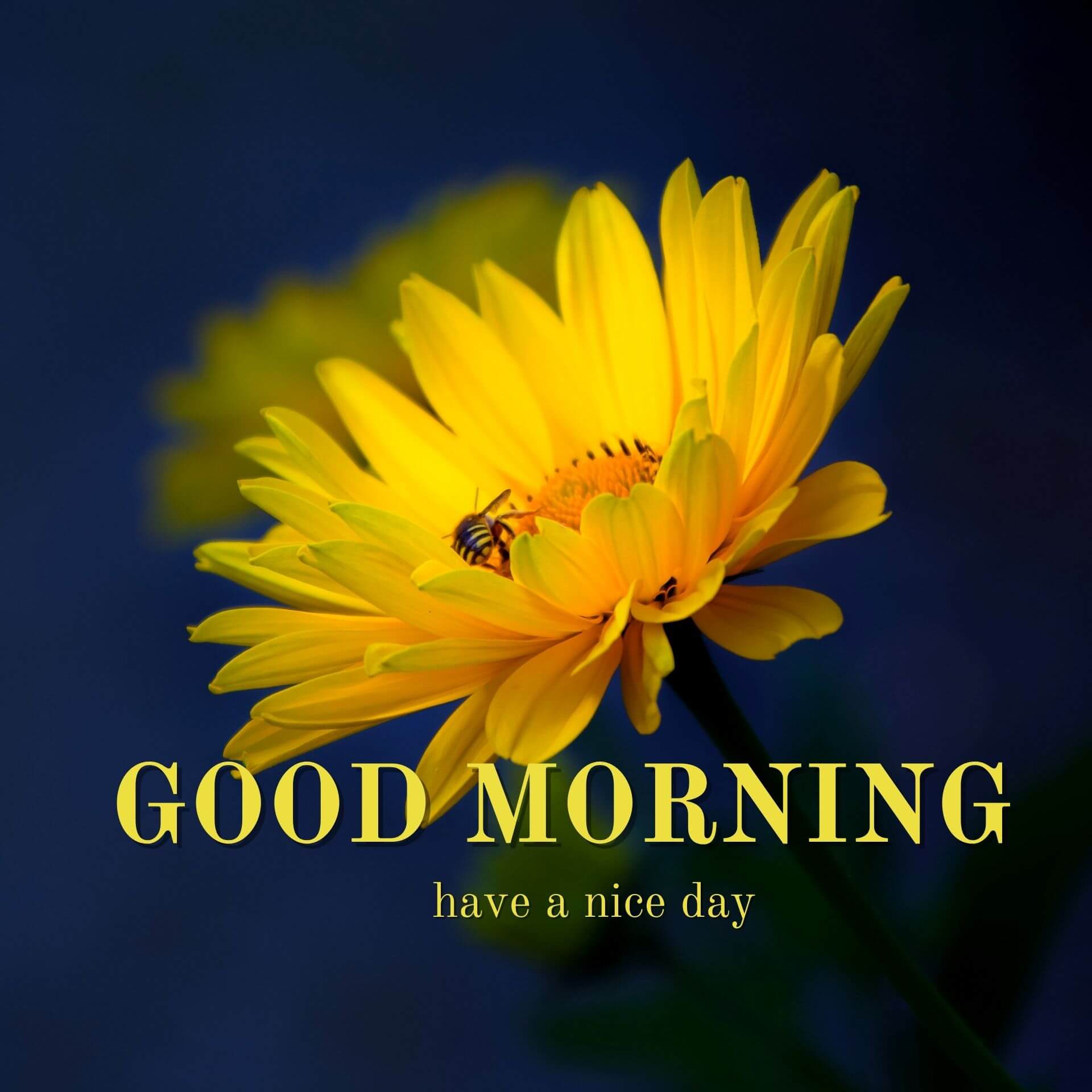 Nature Good Morning Pics Wallpaper 2023 Download