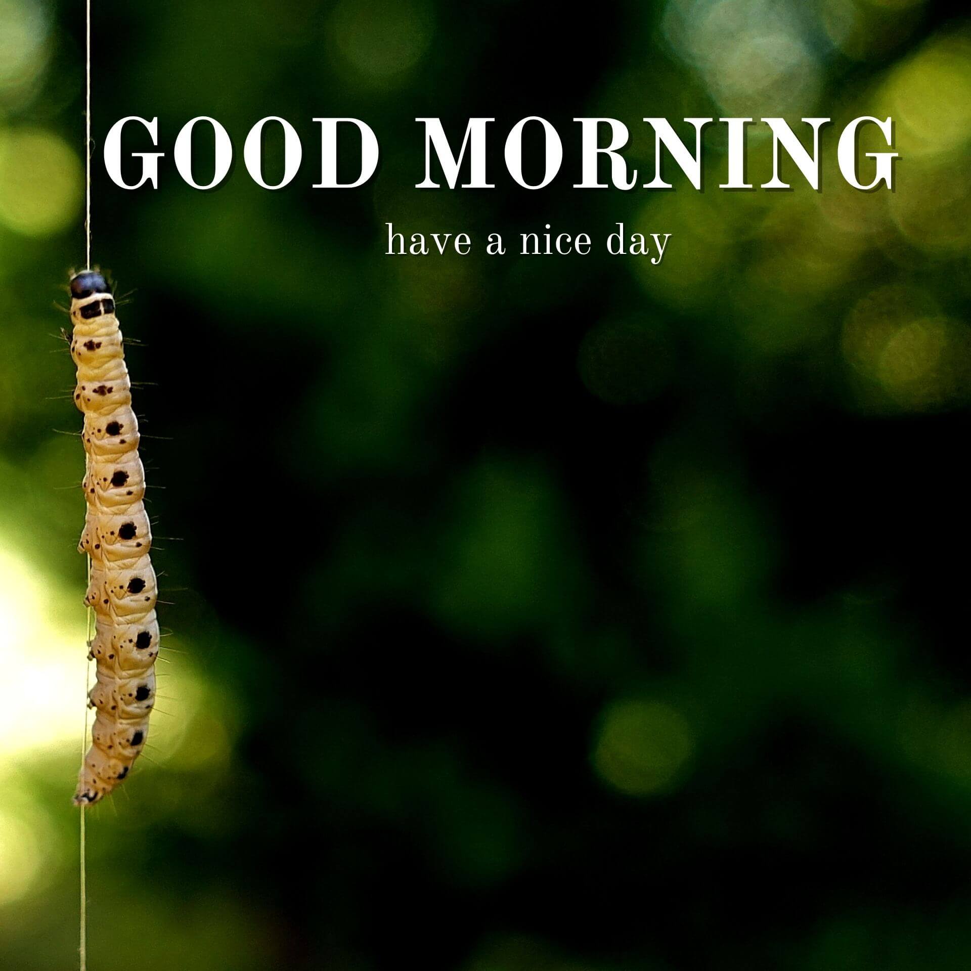 Nature Good Morning Pics Wallpaper for Facebook