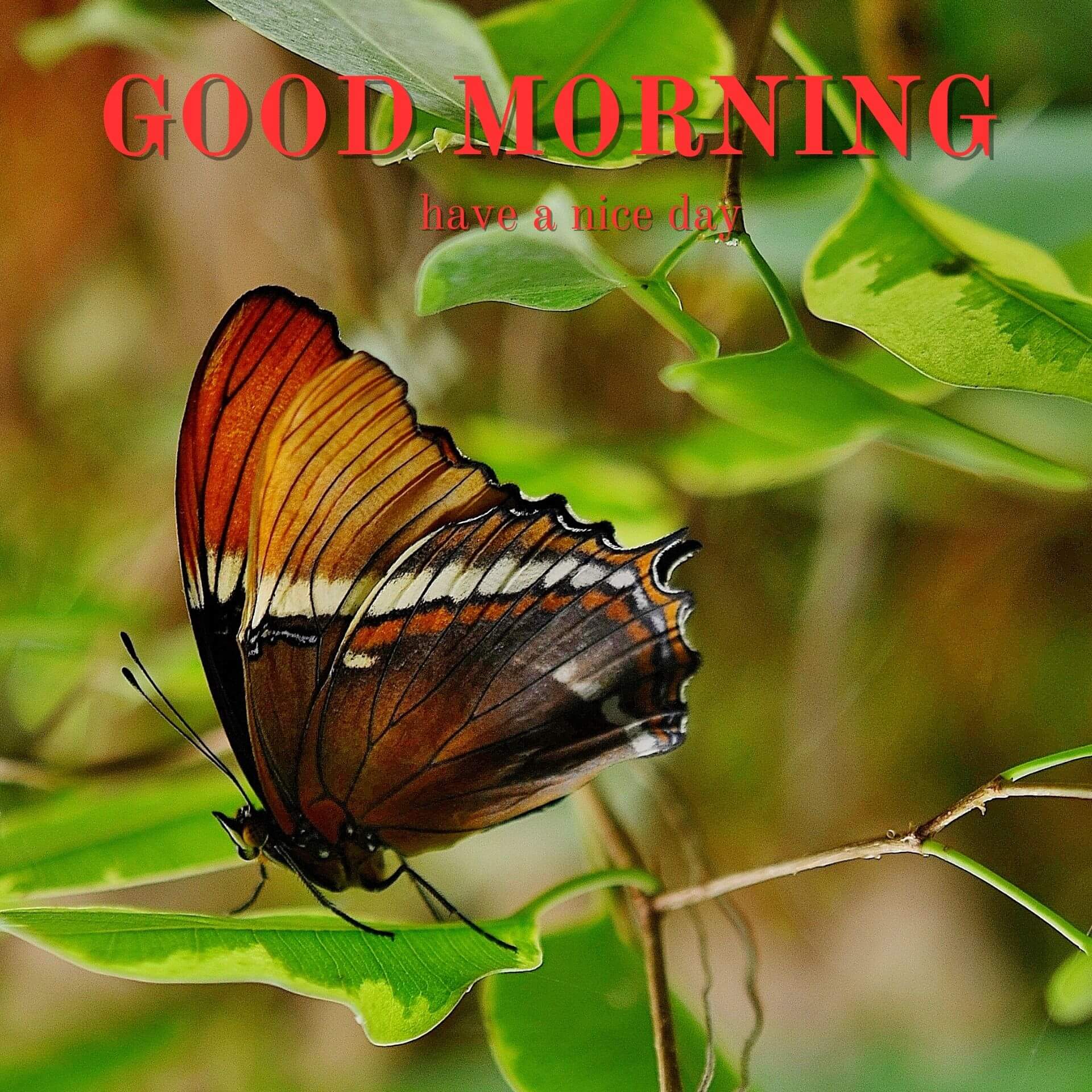 Nature Good Morning Pics images Download 4