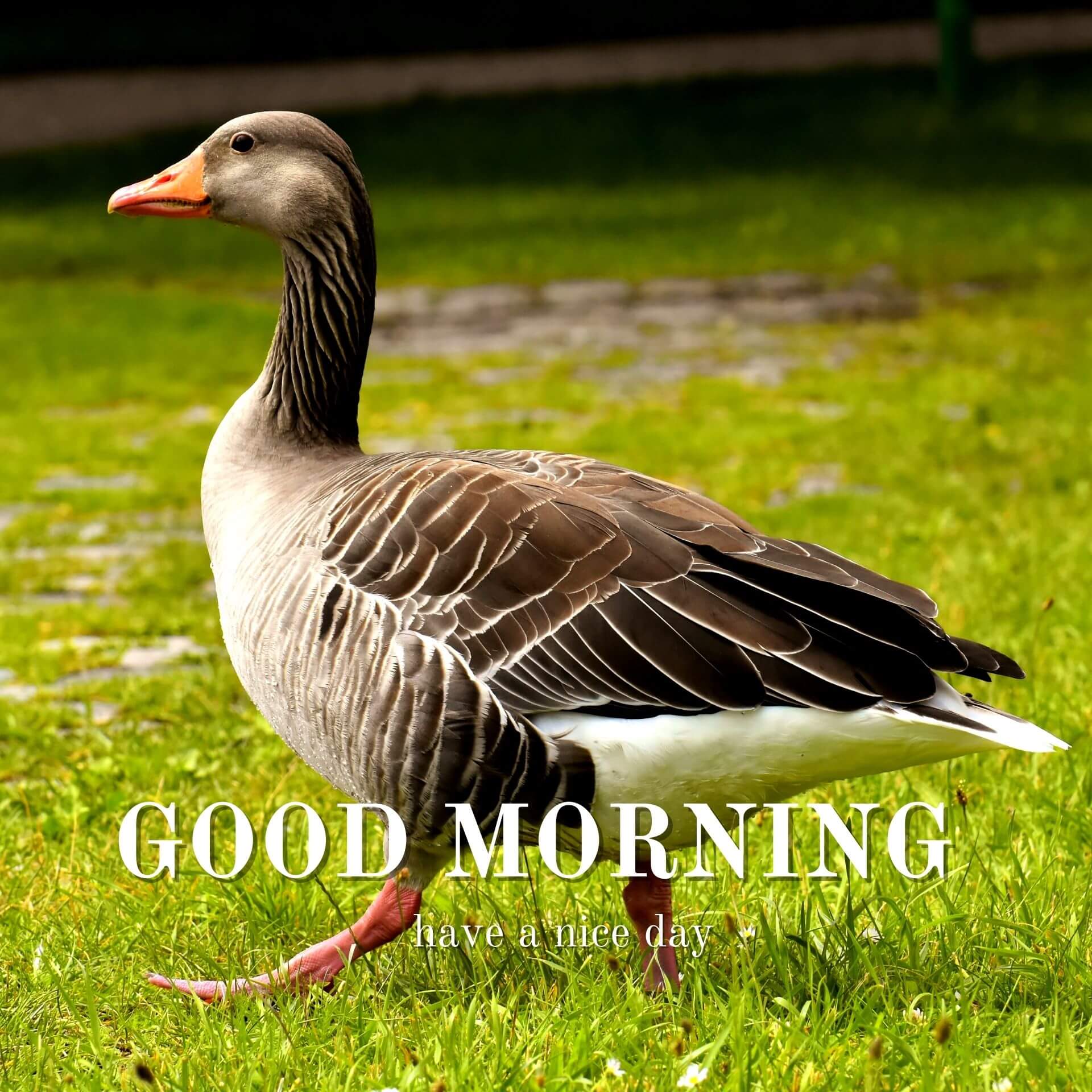 Nature Good Morning Wallpaper Download 20223