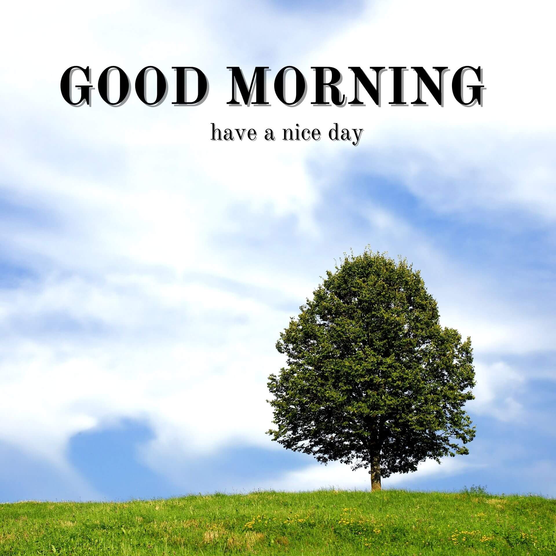Nature Good Morning Wallpaper Download 2023 1