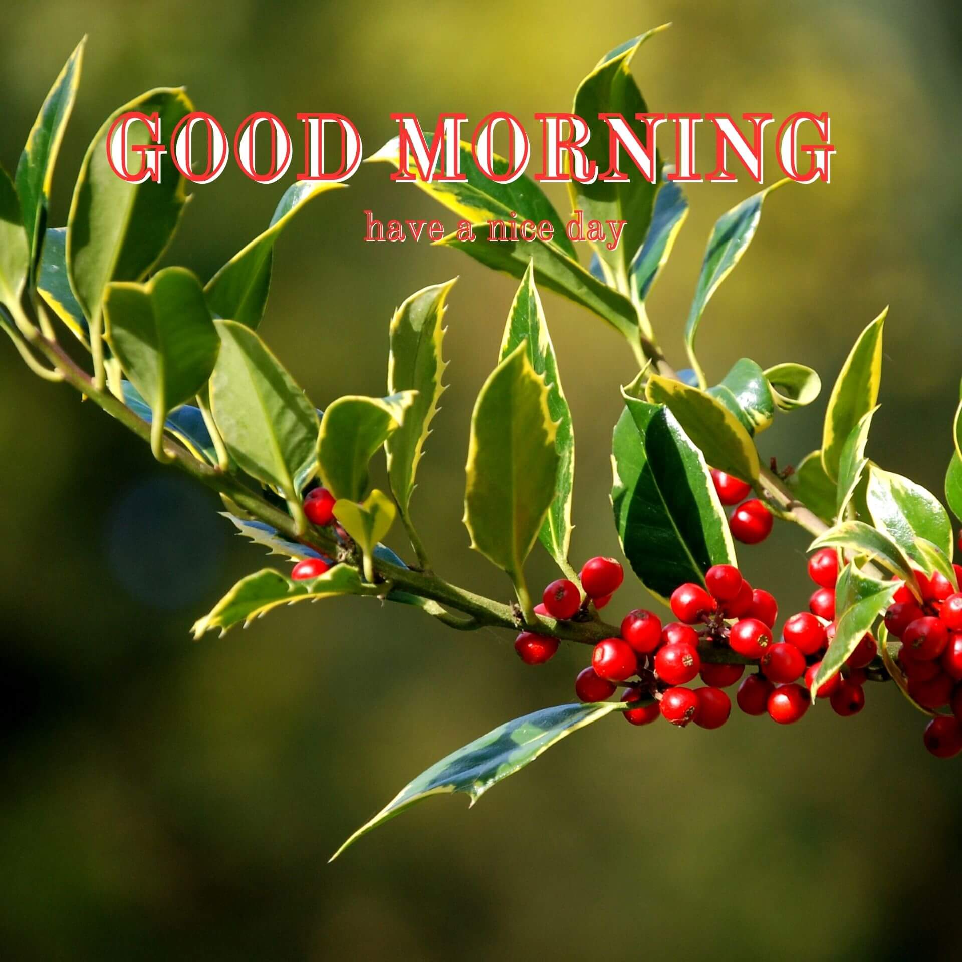 Nature Good Morning Wallpaper Download 2023 2