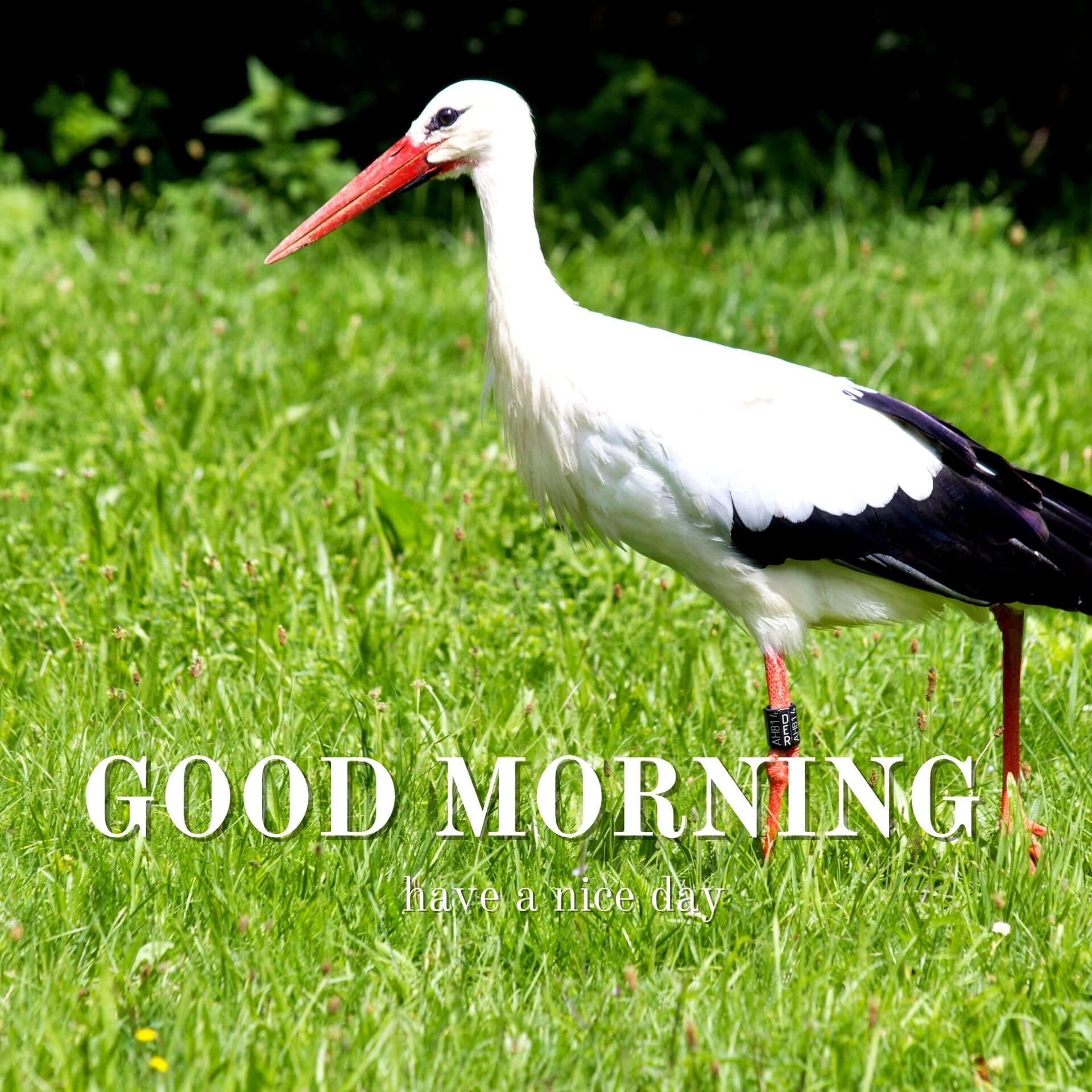 Nature Good Morning Wallpaper Download 6