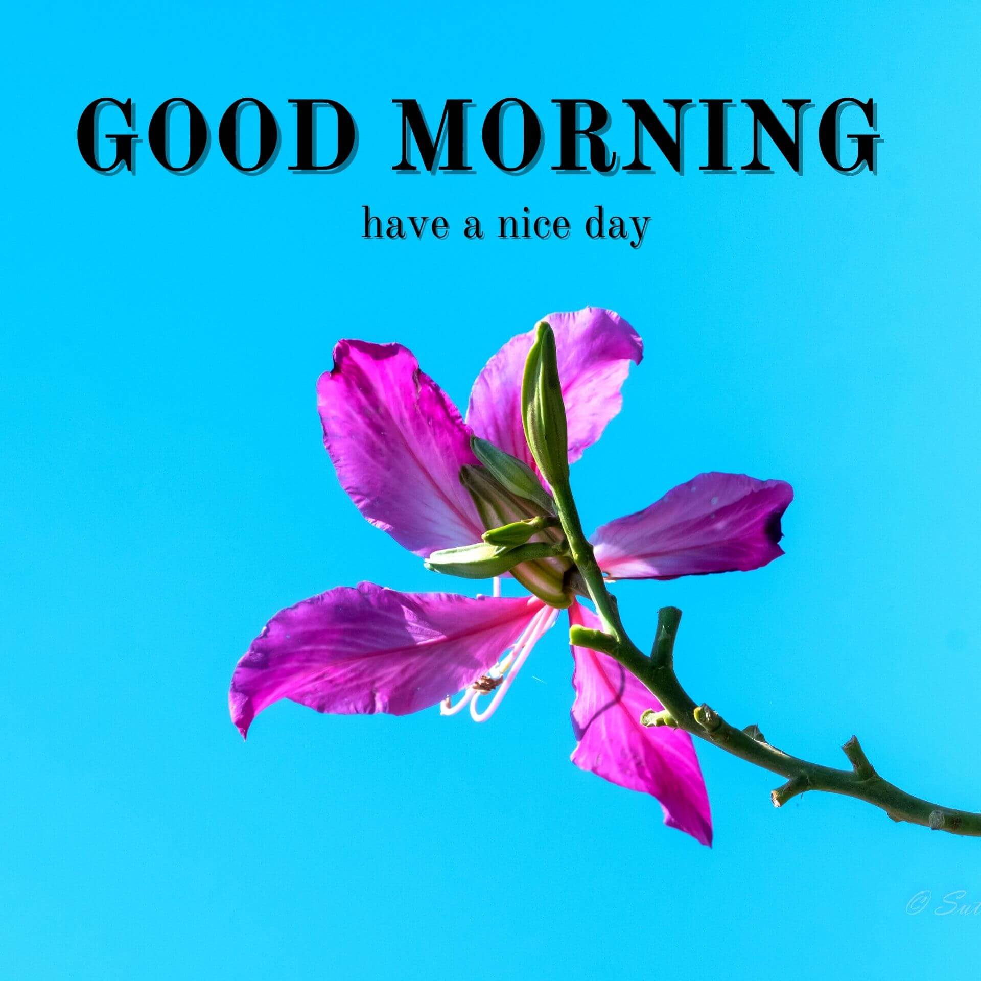 Nature Good Morning Wallpaper Download for Facebook