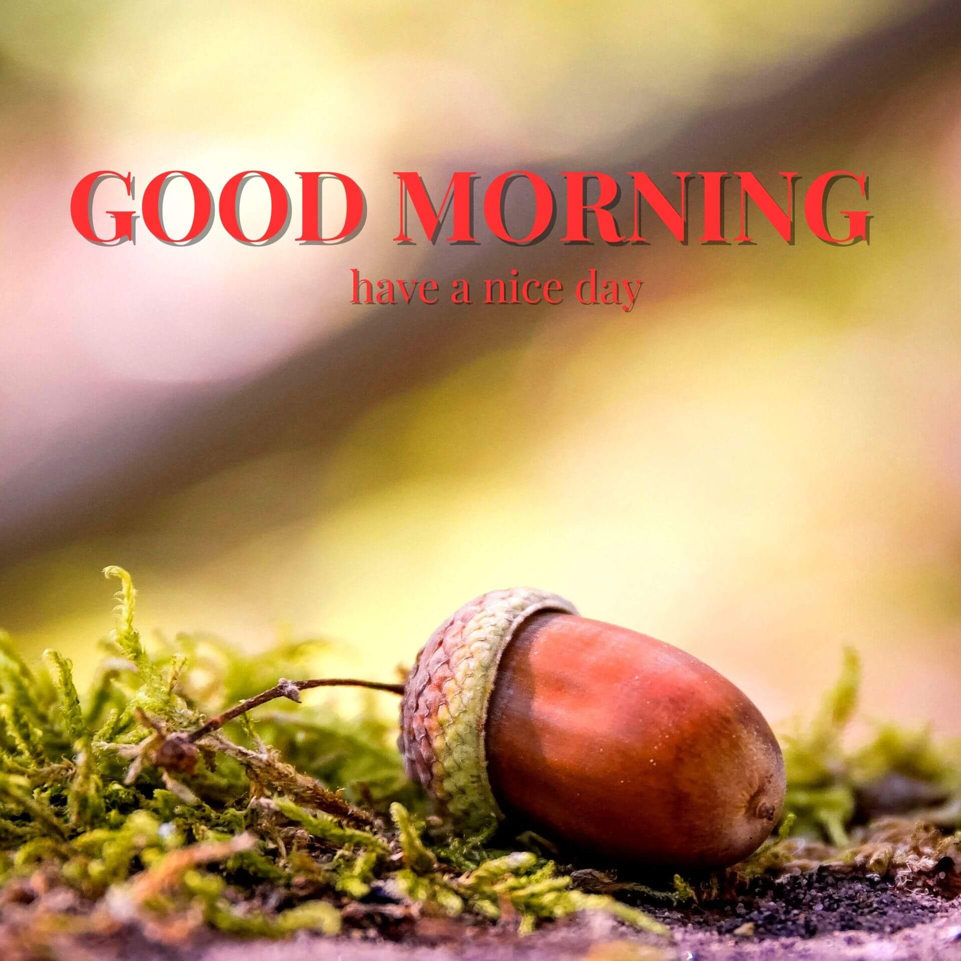 Nature Good Morning Wallpaper Pic HD Download