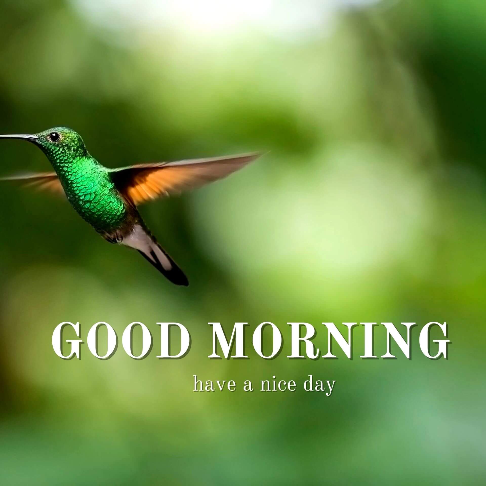Nature Good Morning Wallpaper Pics Download for Facebook