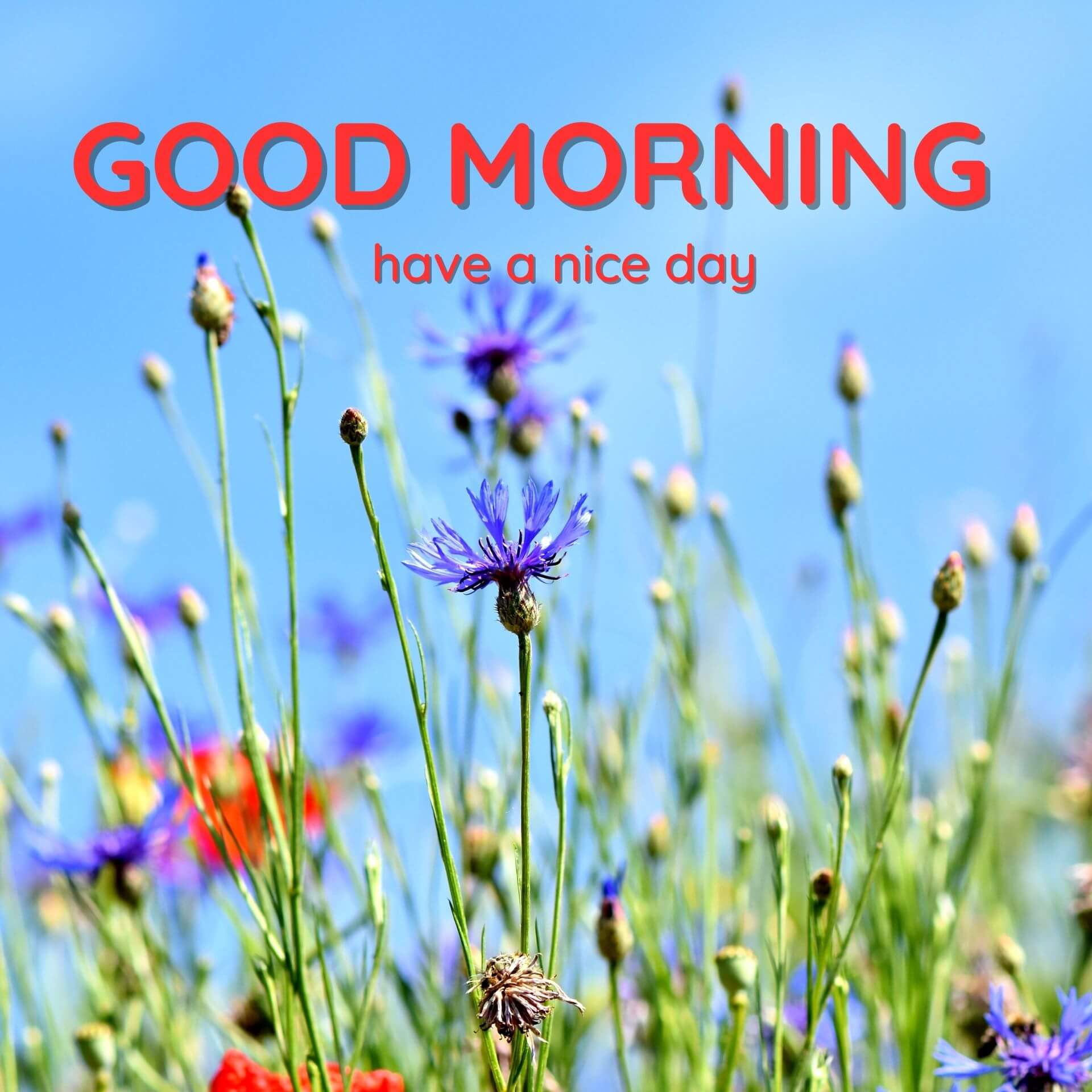 Nature Good Morning Wallpaper Pics Download