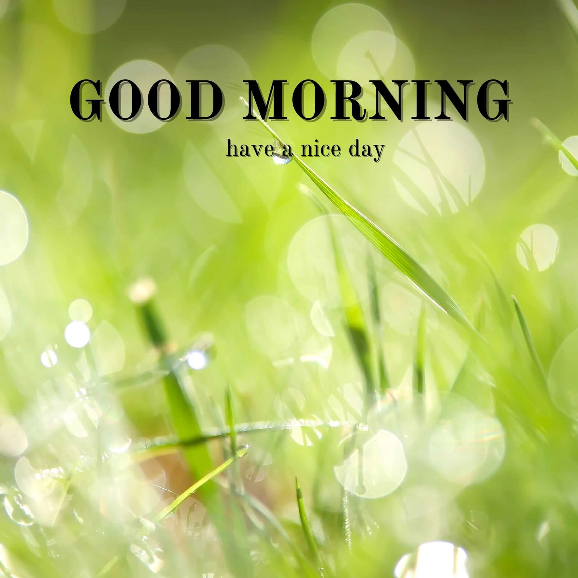 Nature Good Morning Wallpaper for Facebook 2