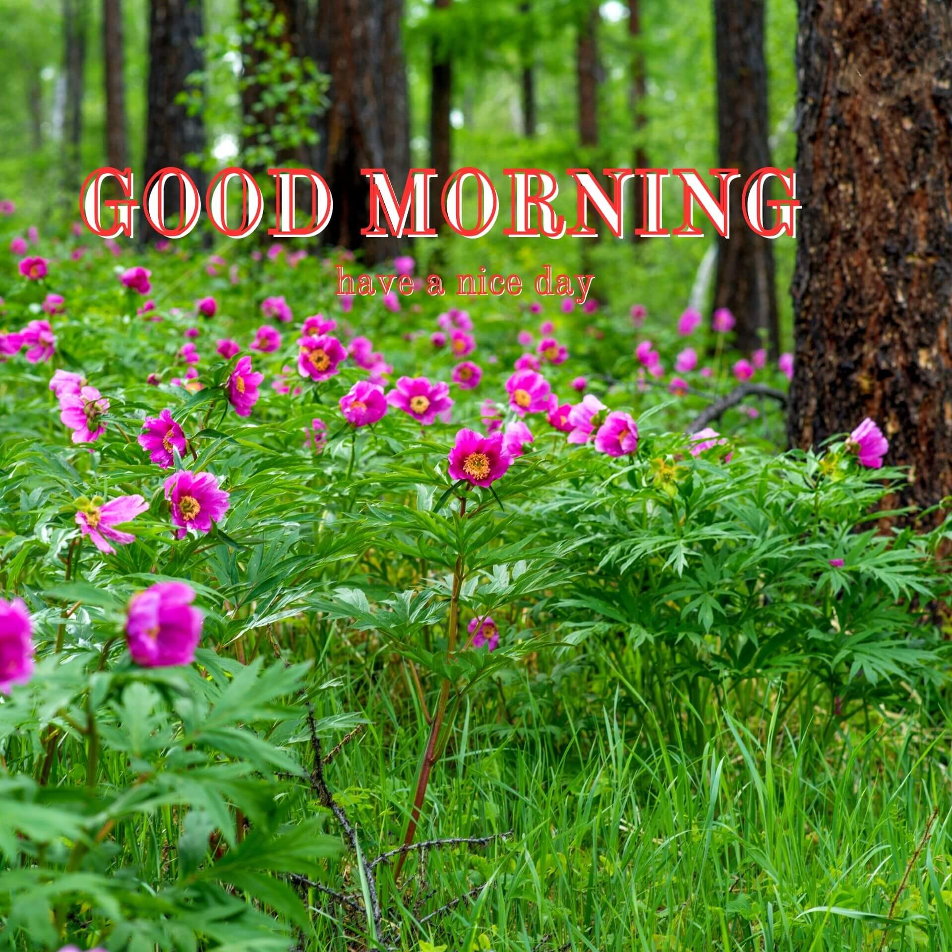 Nature Good Morning Wallpaper for Facebook 4