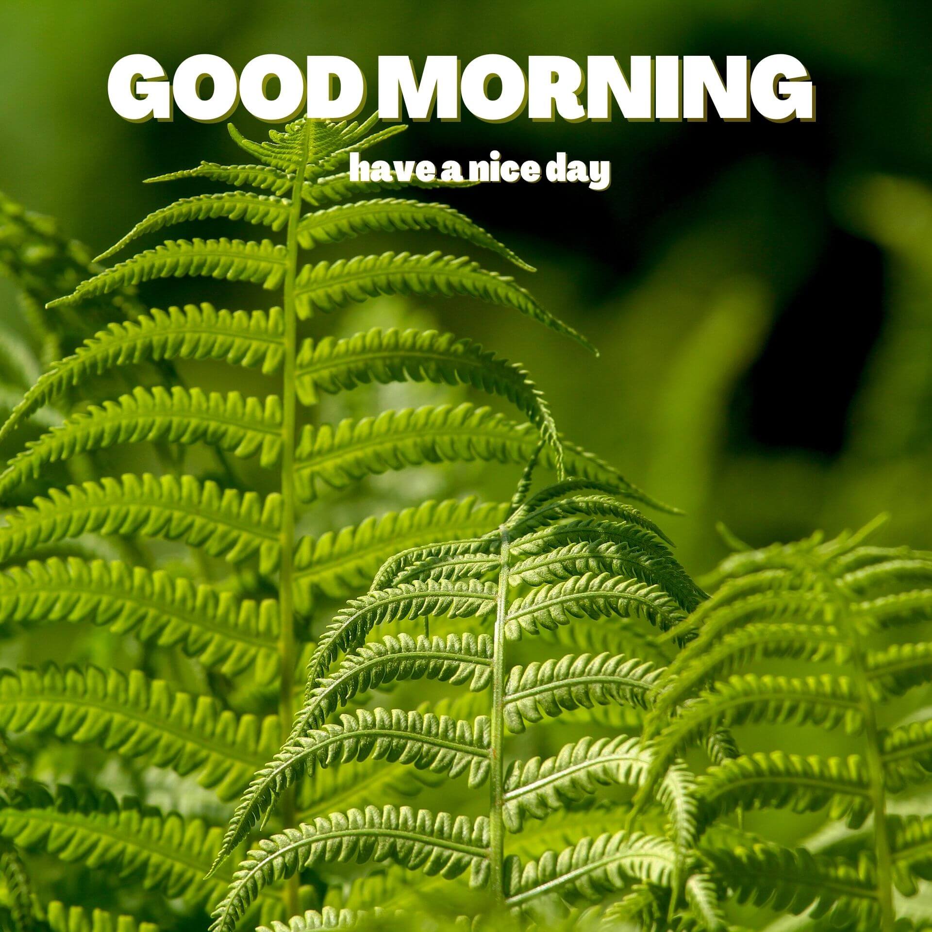 Nature Good Morning Wallpaper pics for Facebook