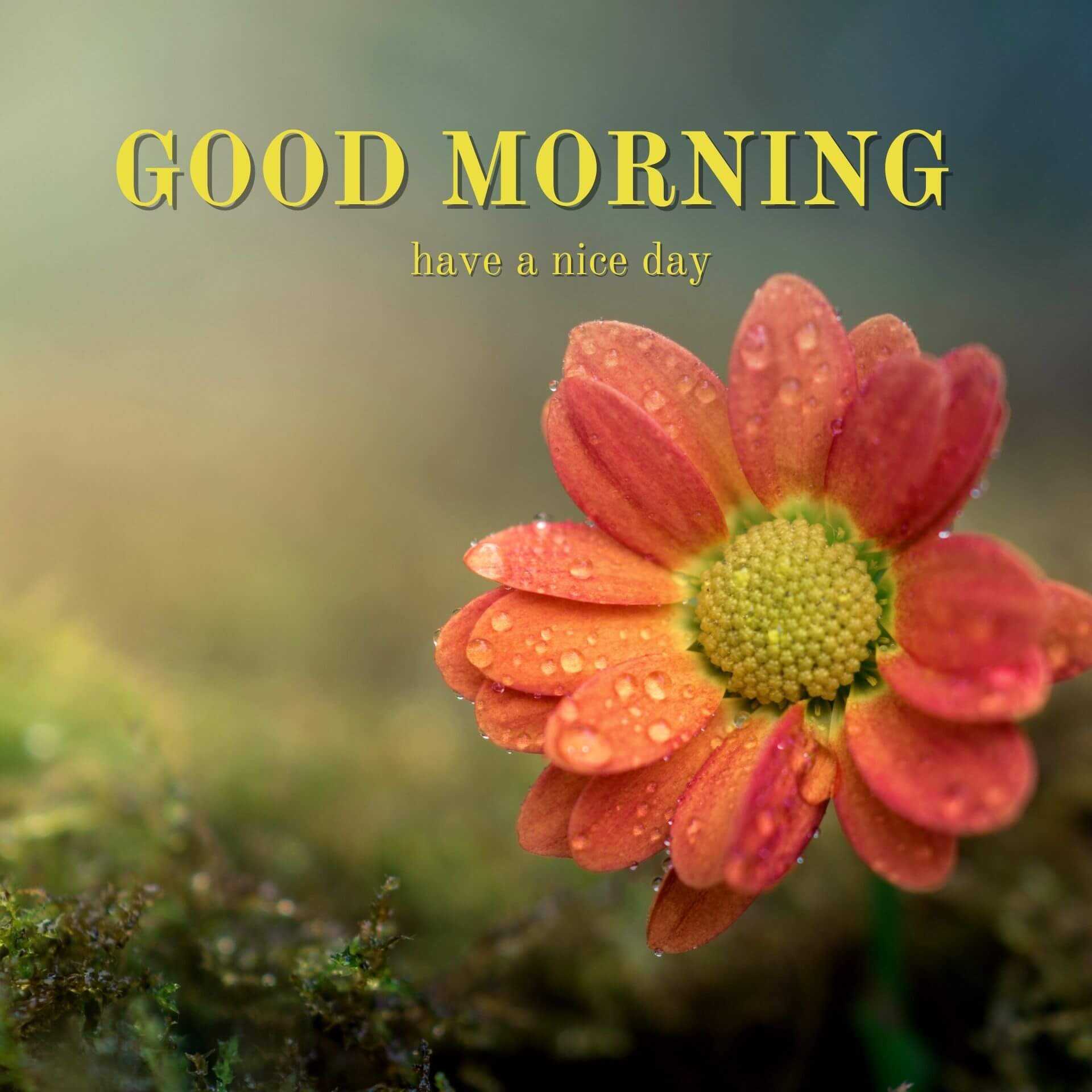 Nature Good Morning photo HD Download for Facebook
