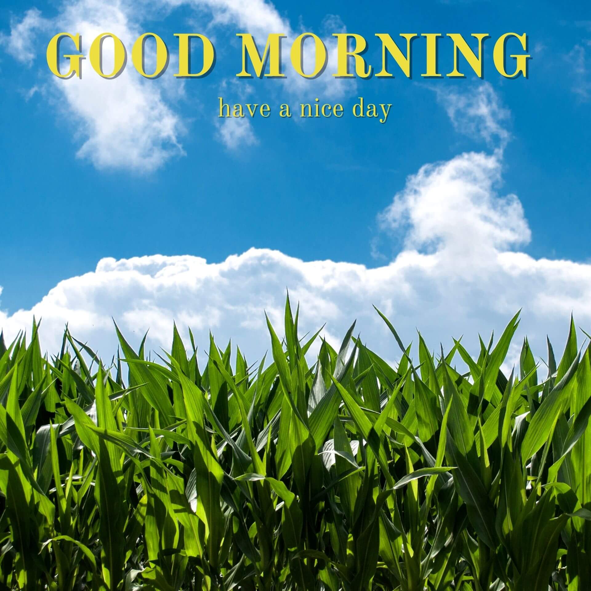 Nature Good Morning pics Download 2 1