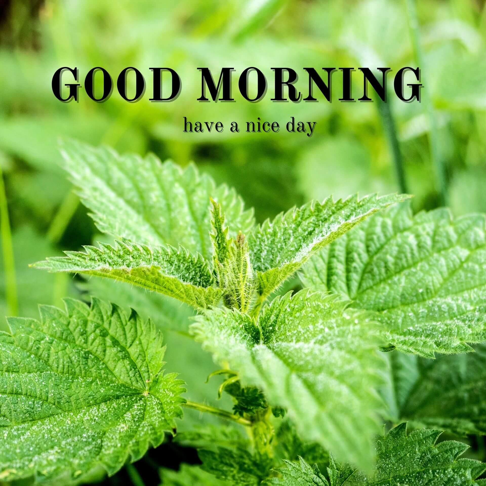 Nature Good Morning pics Download 2