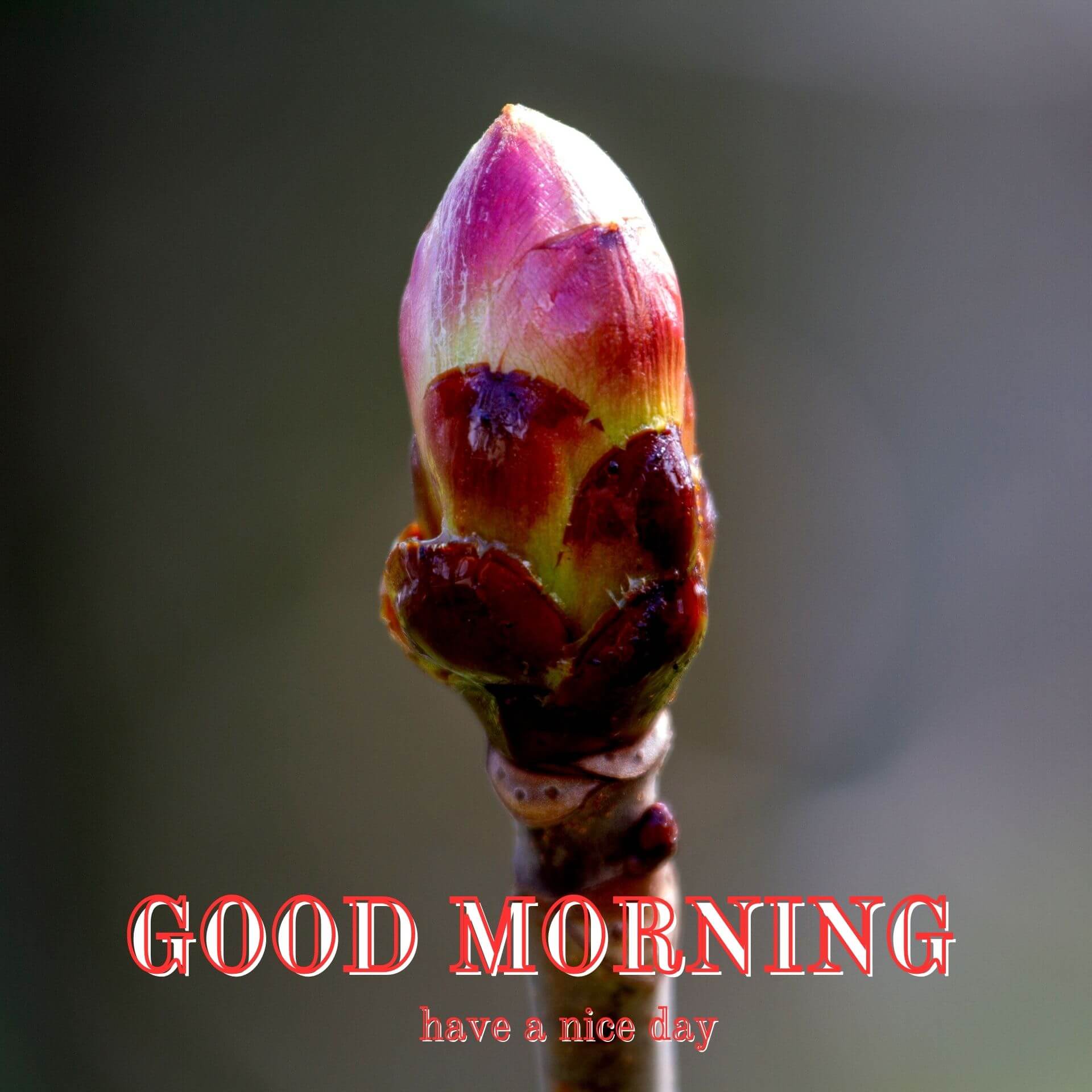 Nature Good Morning pics images HD Download