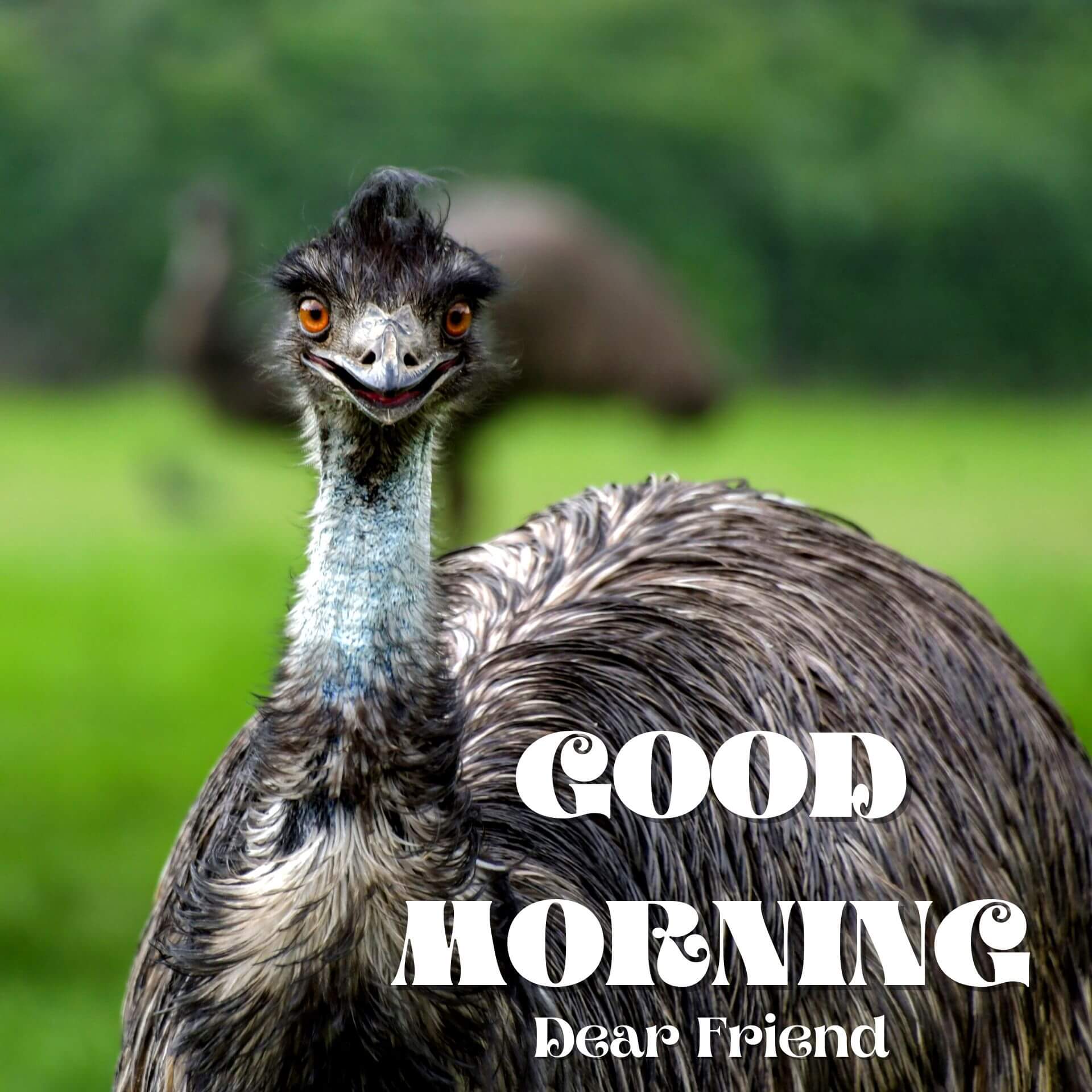 New Fresh Good Morning 1080p Images Download