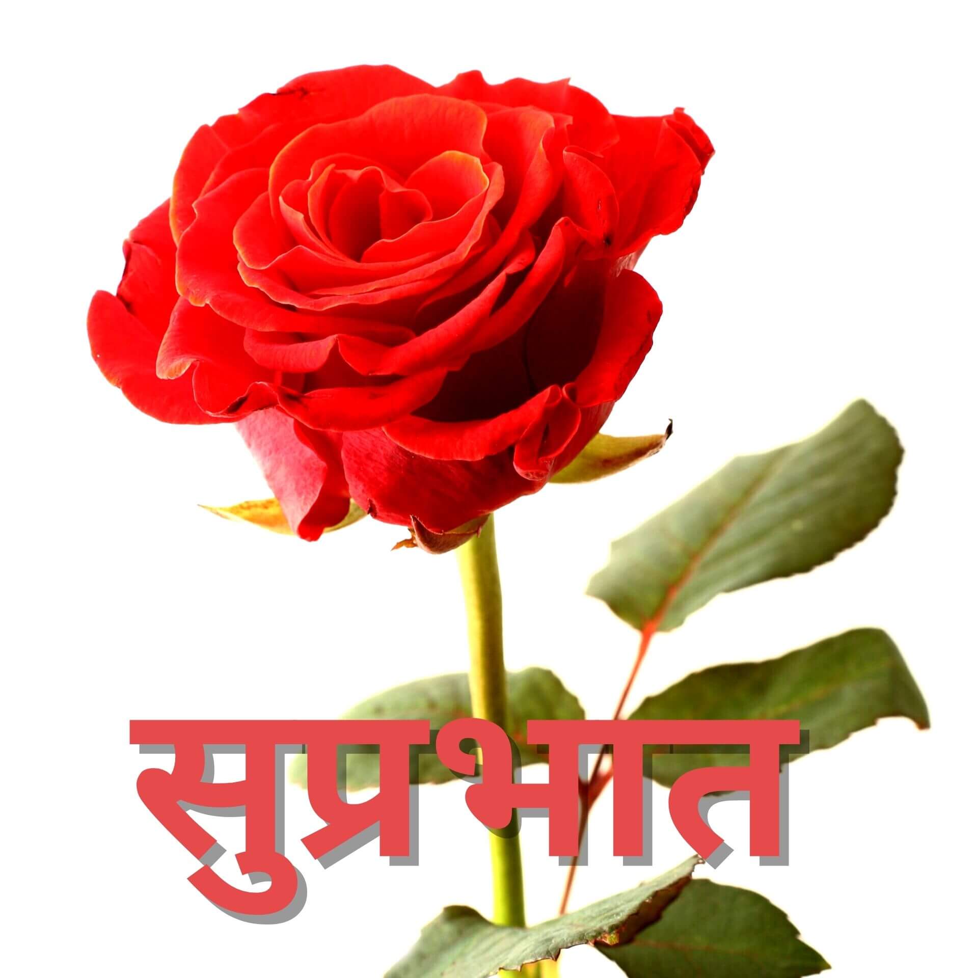 Red Rose Suprabhat Images