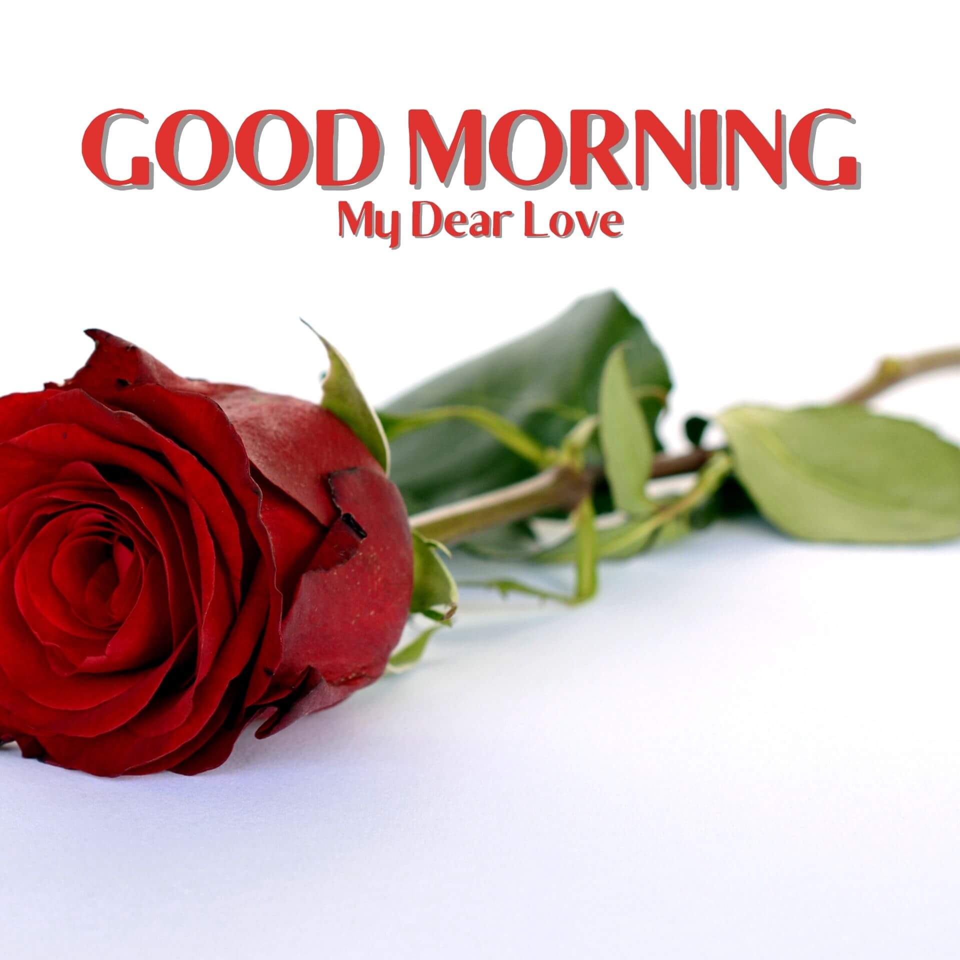 Romantic Good Morning Pics Images With Red Rose