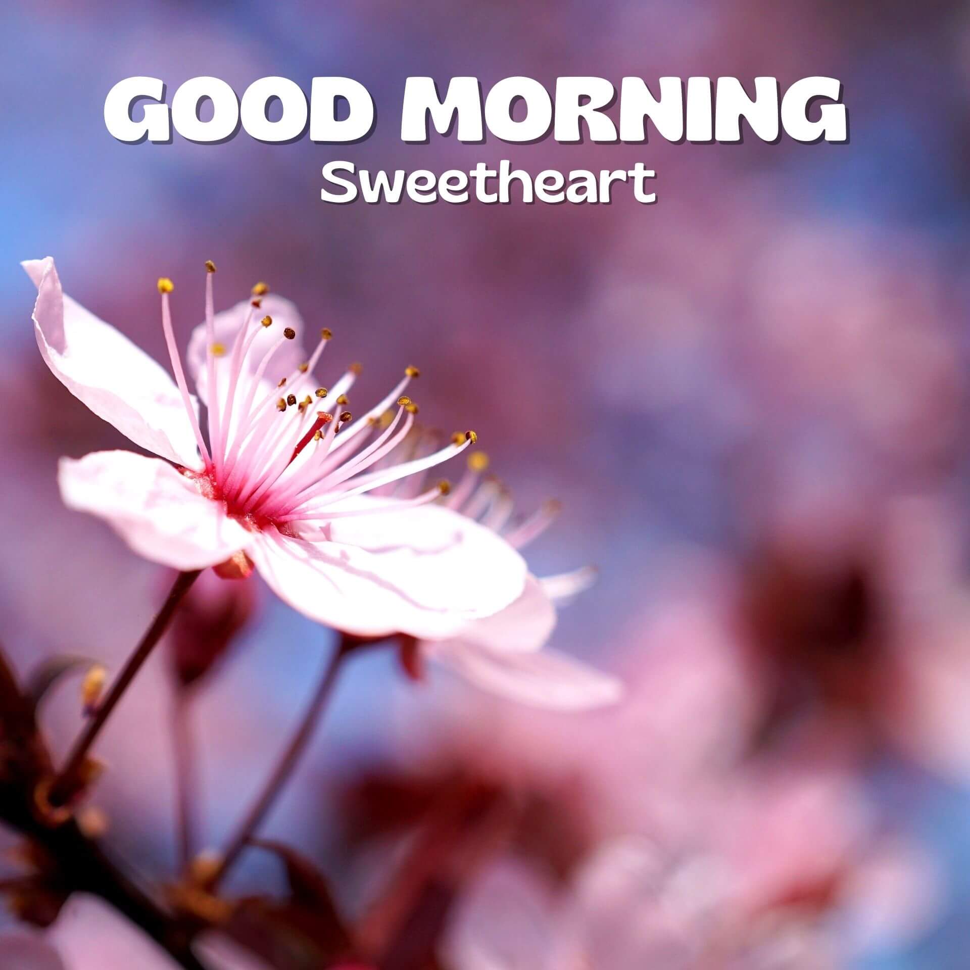Romantic Good Morning Pics Wallpaper Flower Download