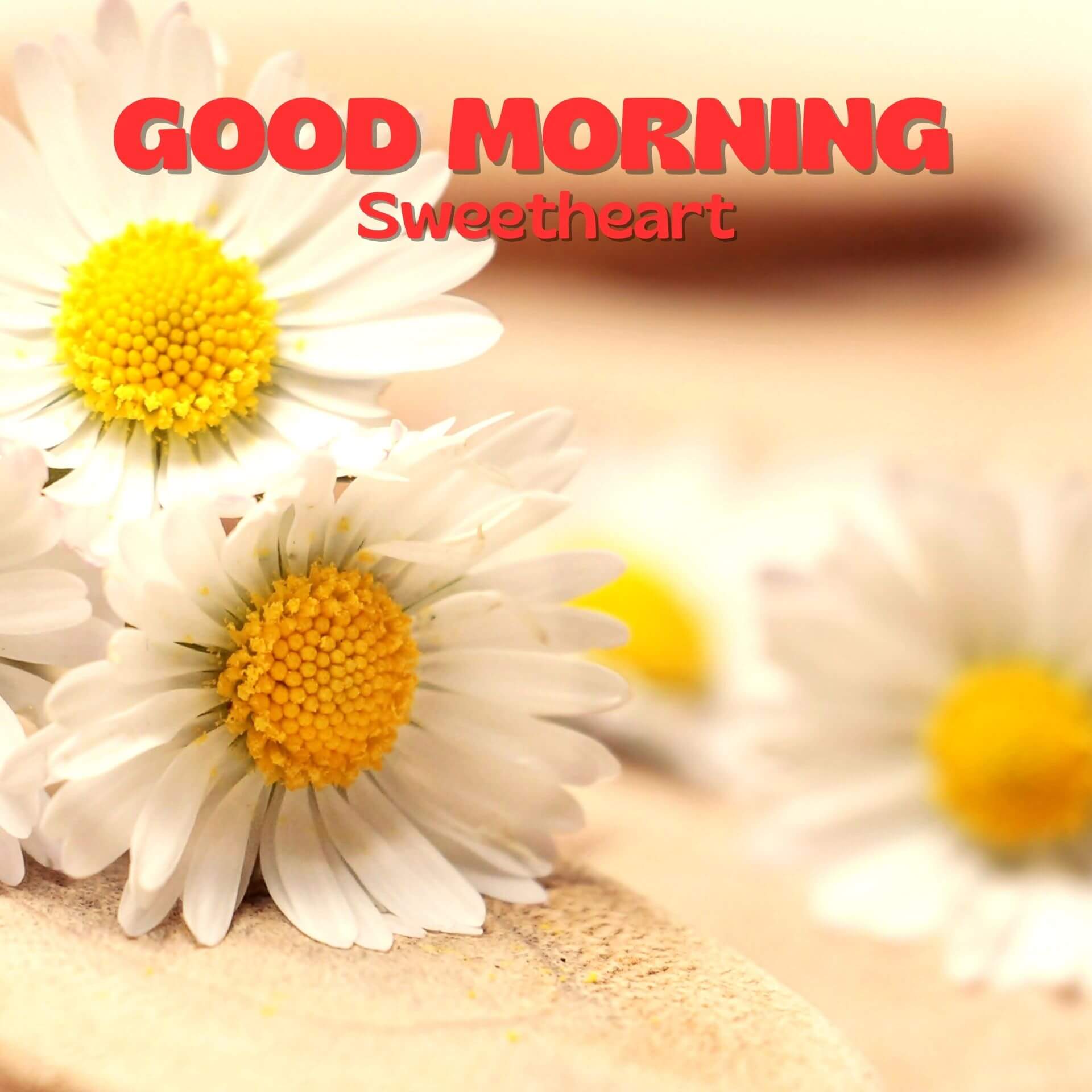 Romantic Good Morning Wallpaper Download for Whatsapp