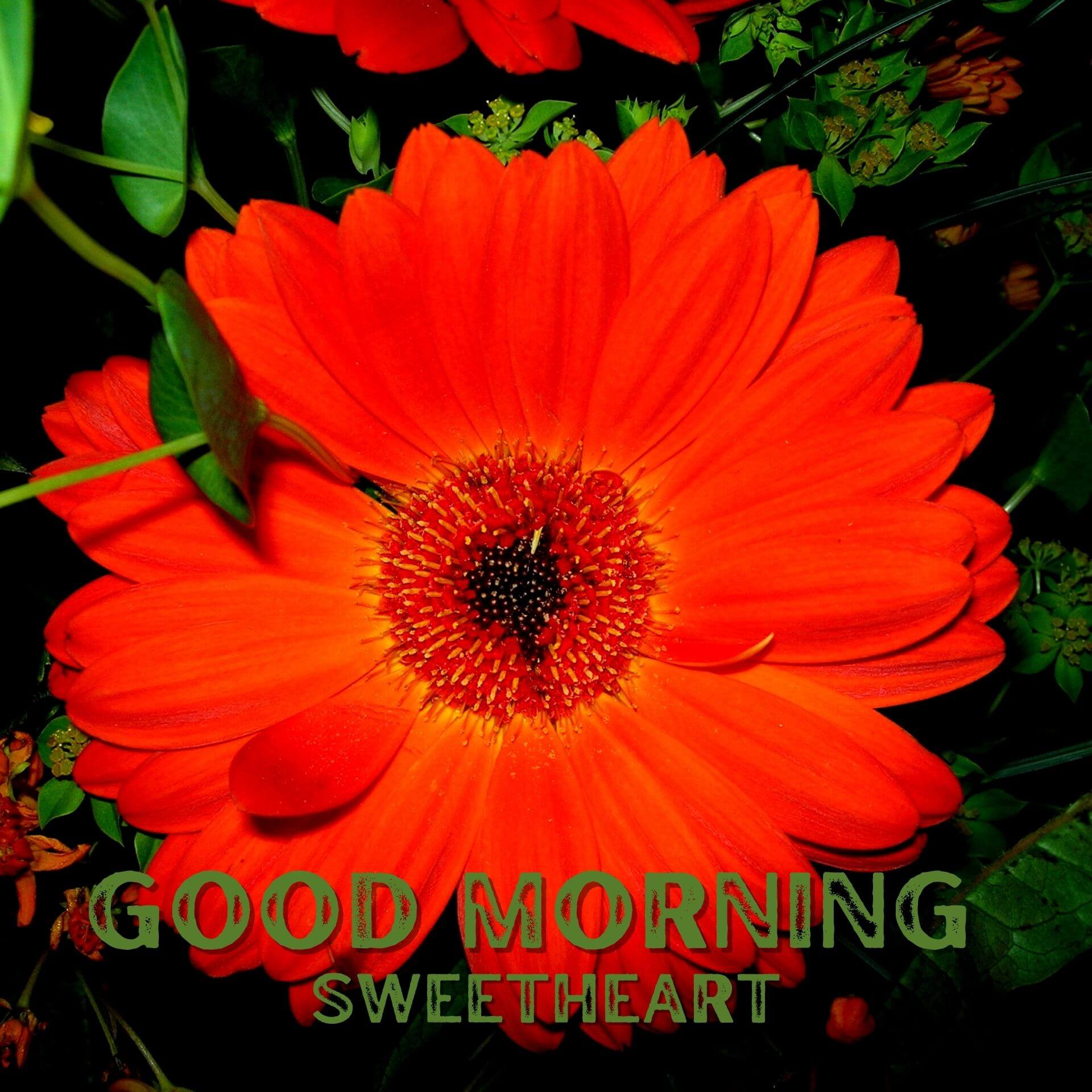 Romantic Good Morning Wallpaper for Facebook 3