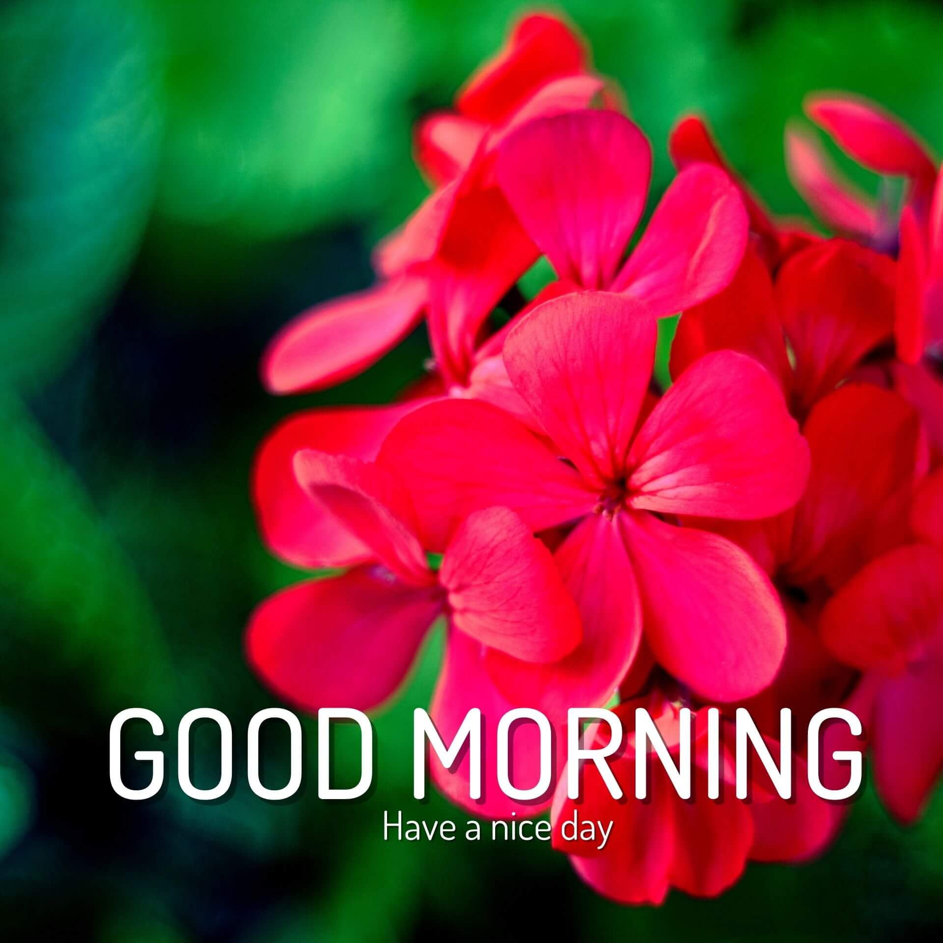 Top HD Good Morning 1080p Images Download