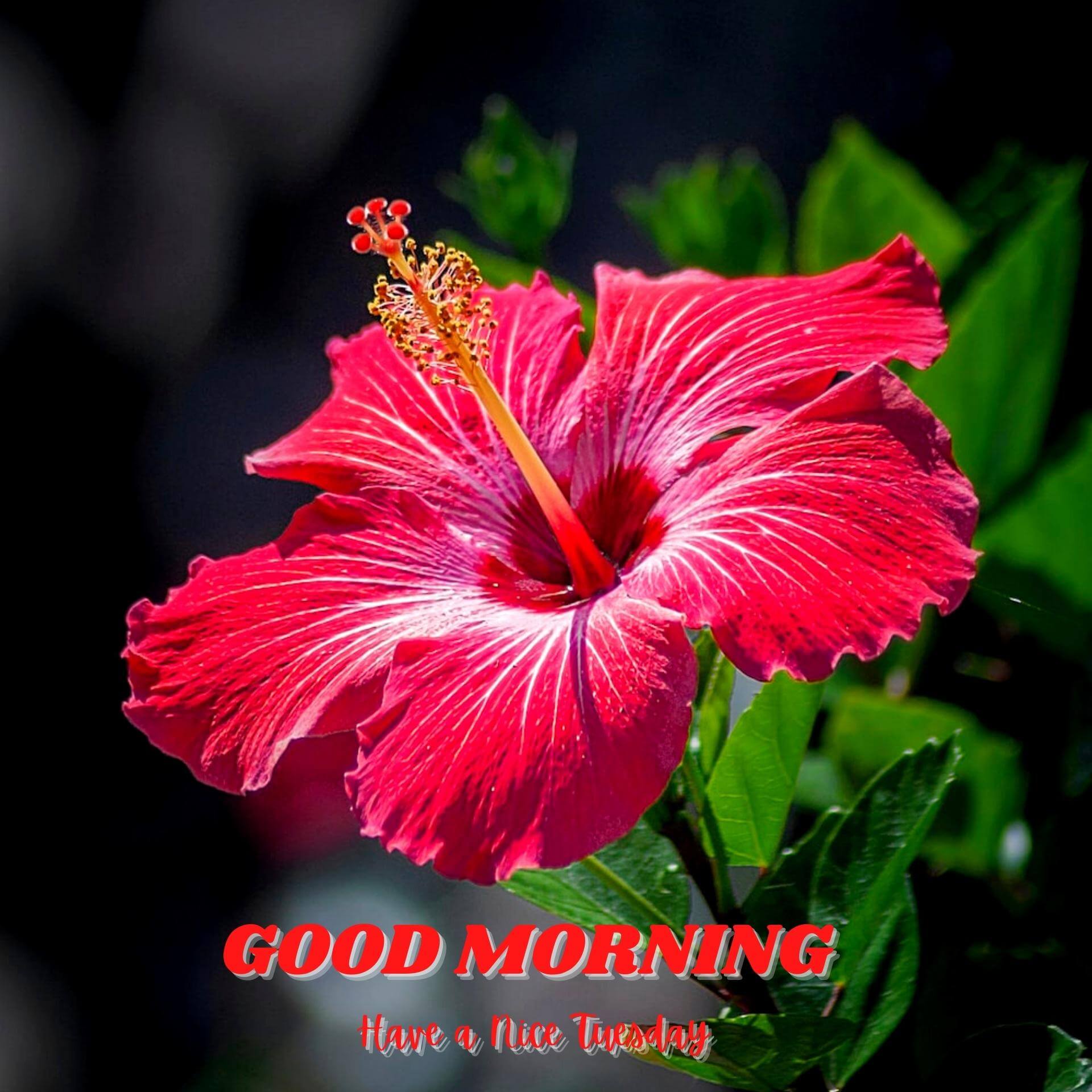 Tuesday good morning Pics With Flower