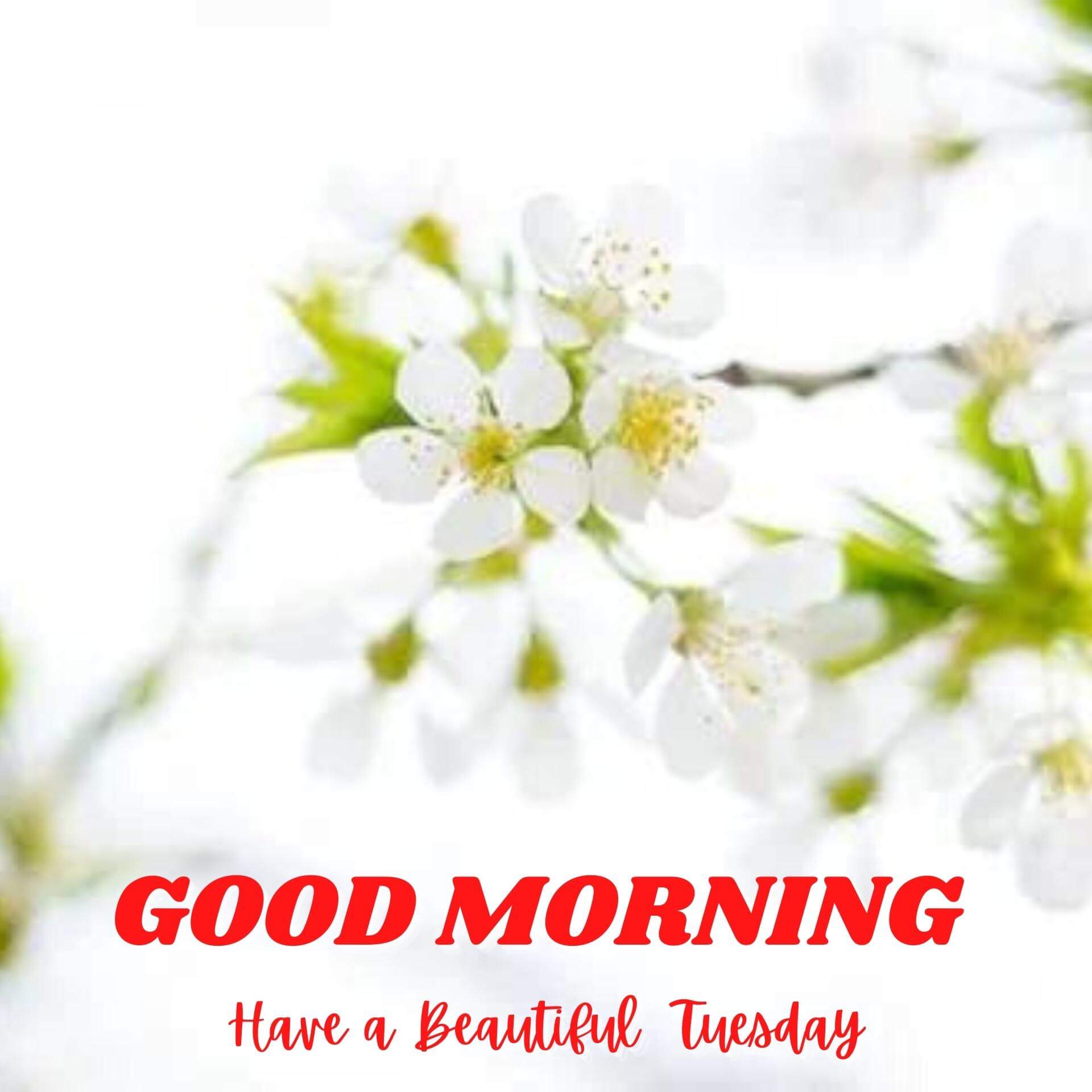 Tuesday good morning Wallpaper New Download 2023