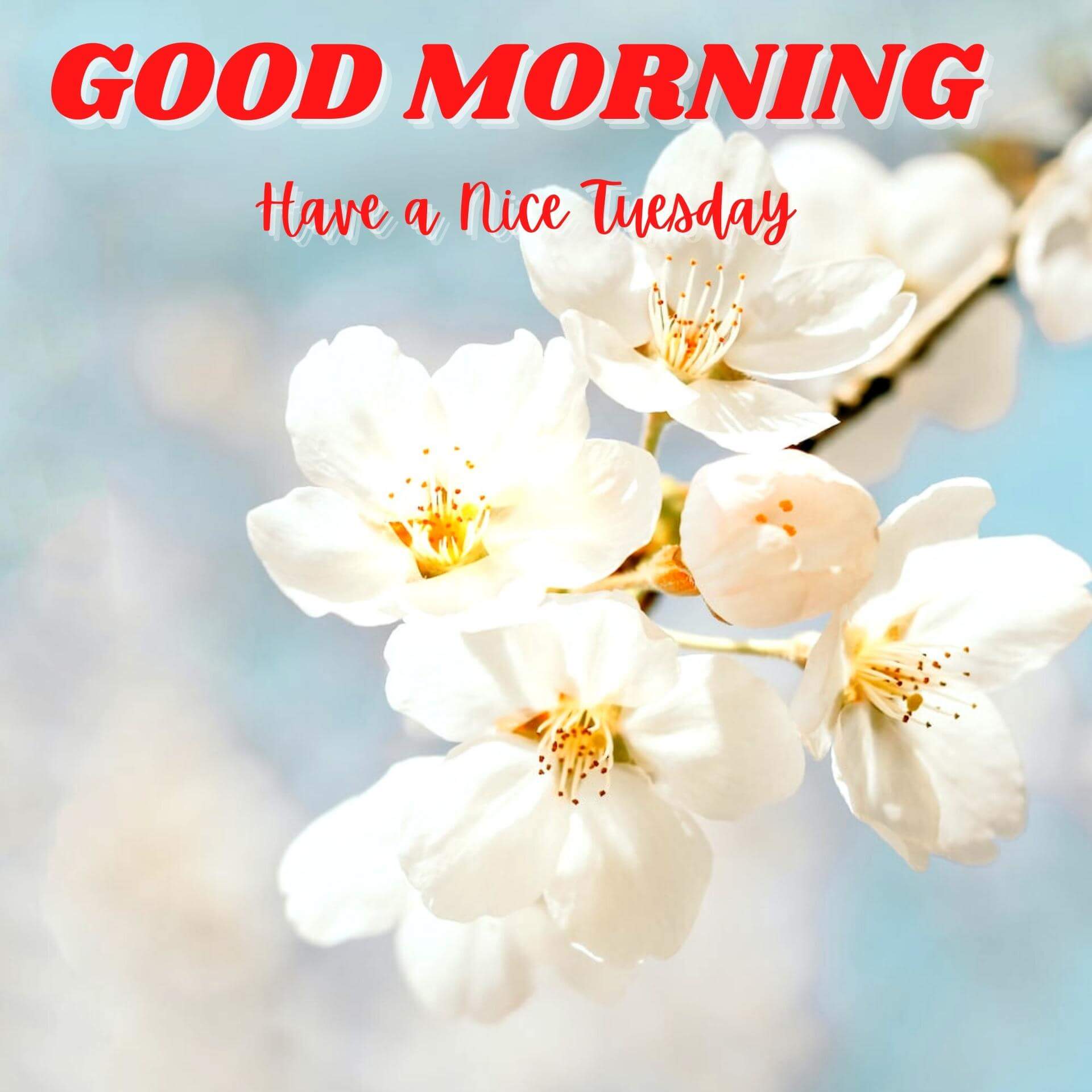 Tuesday good morning Wallpaper for Friend