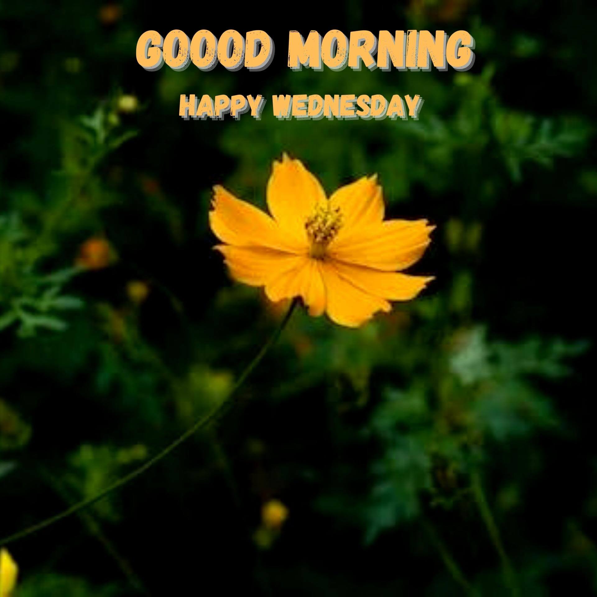 Wednesday good morning Pics Download Free Download