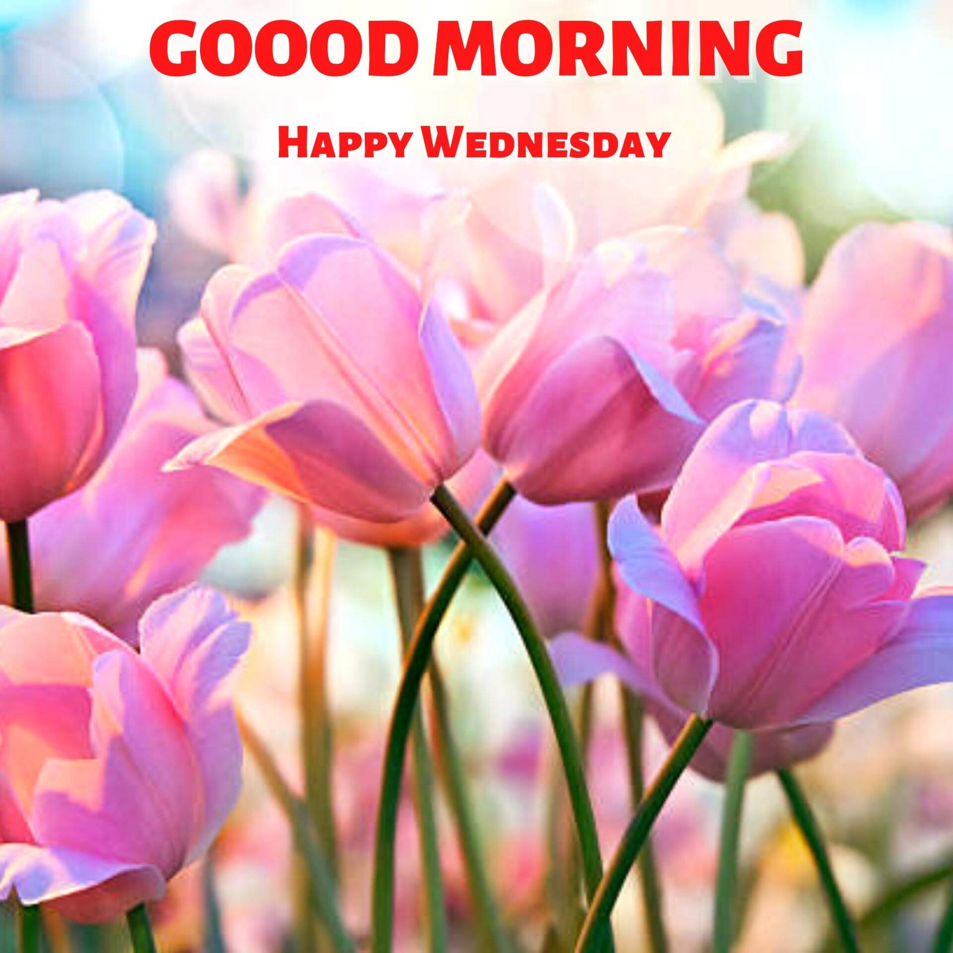 Wednesday good morning Pics Images New Download
